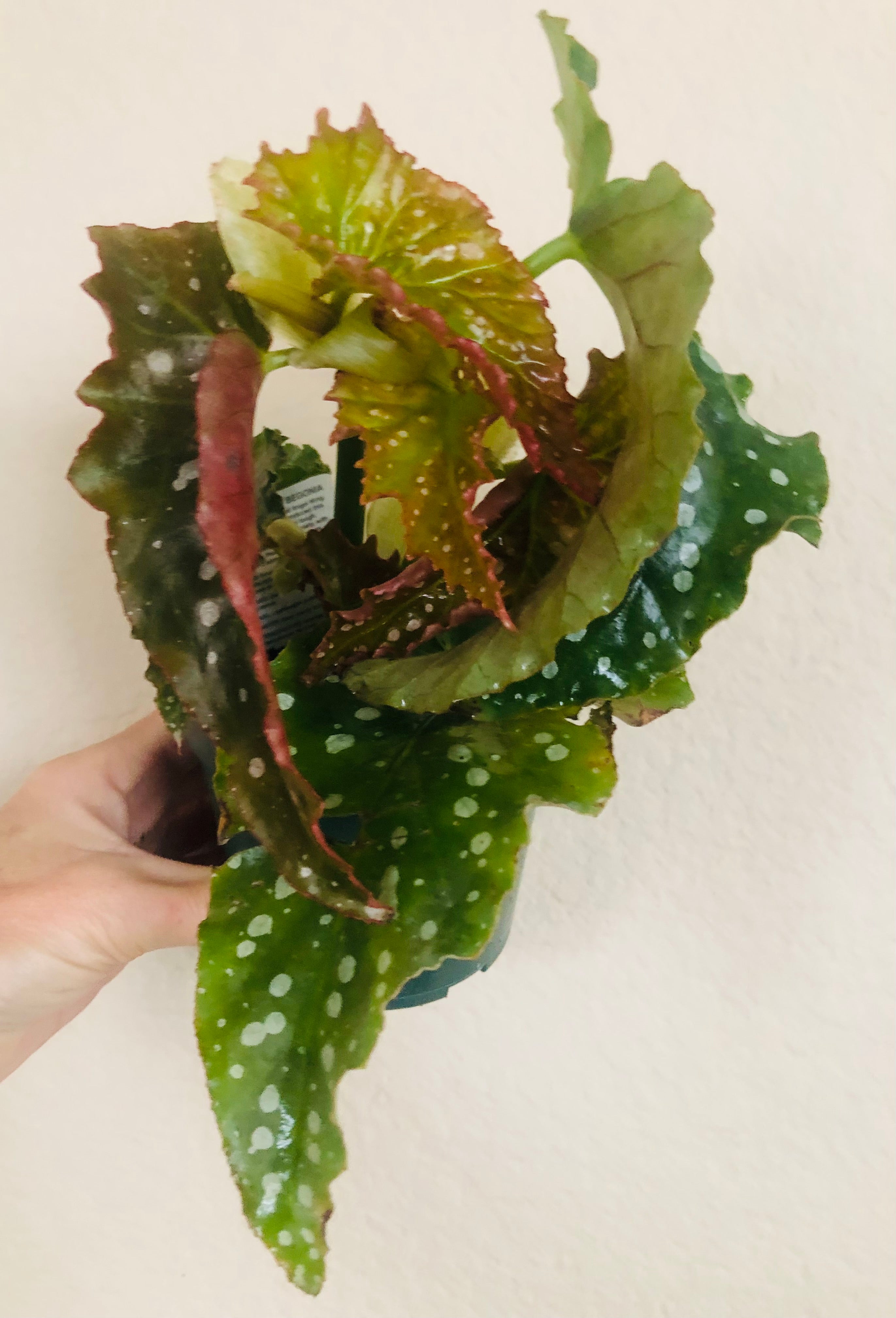 Begonia Angel Wing 'Josephine’
