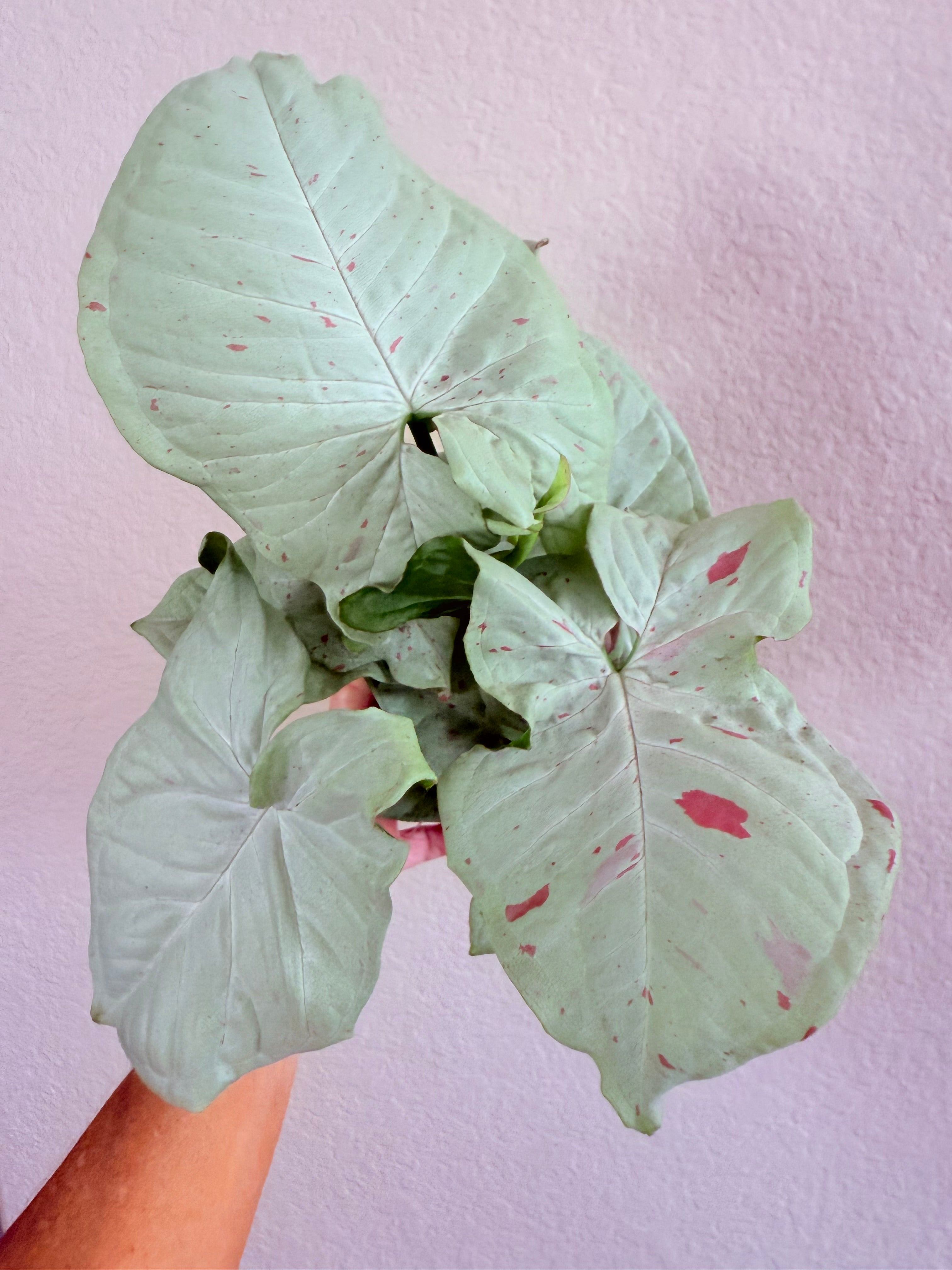 Syngonium 'Confetti'