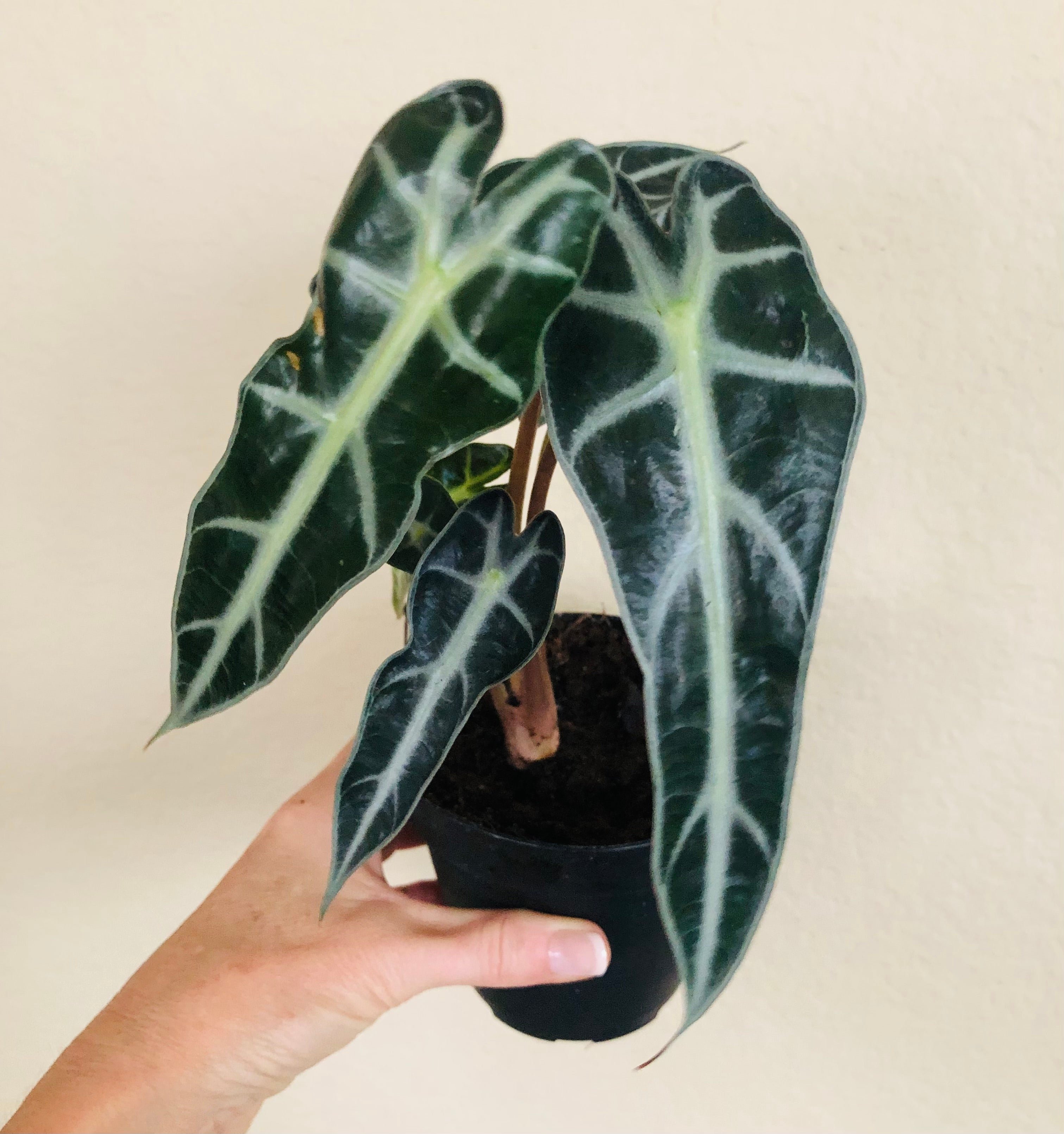 Alocasia Amazonica 'Bambino'