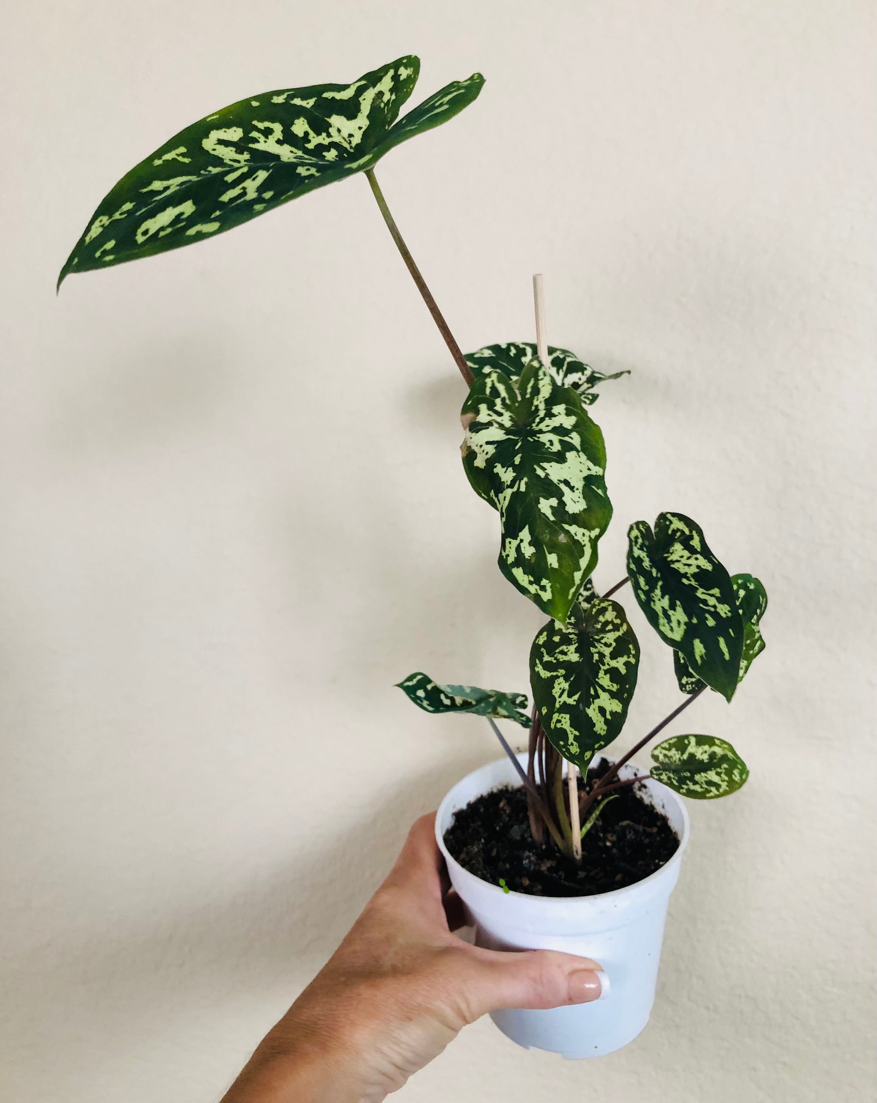 Alocasia Hilo Beauty