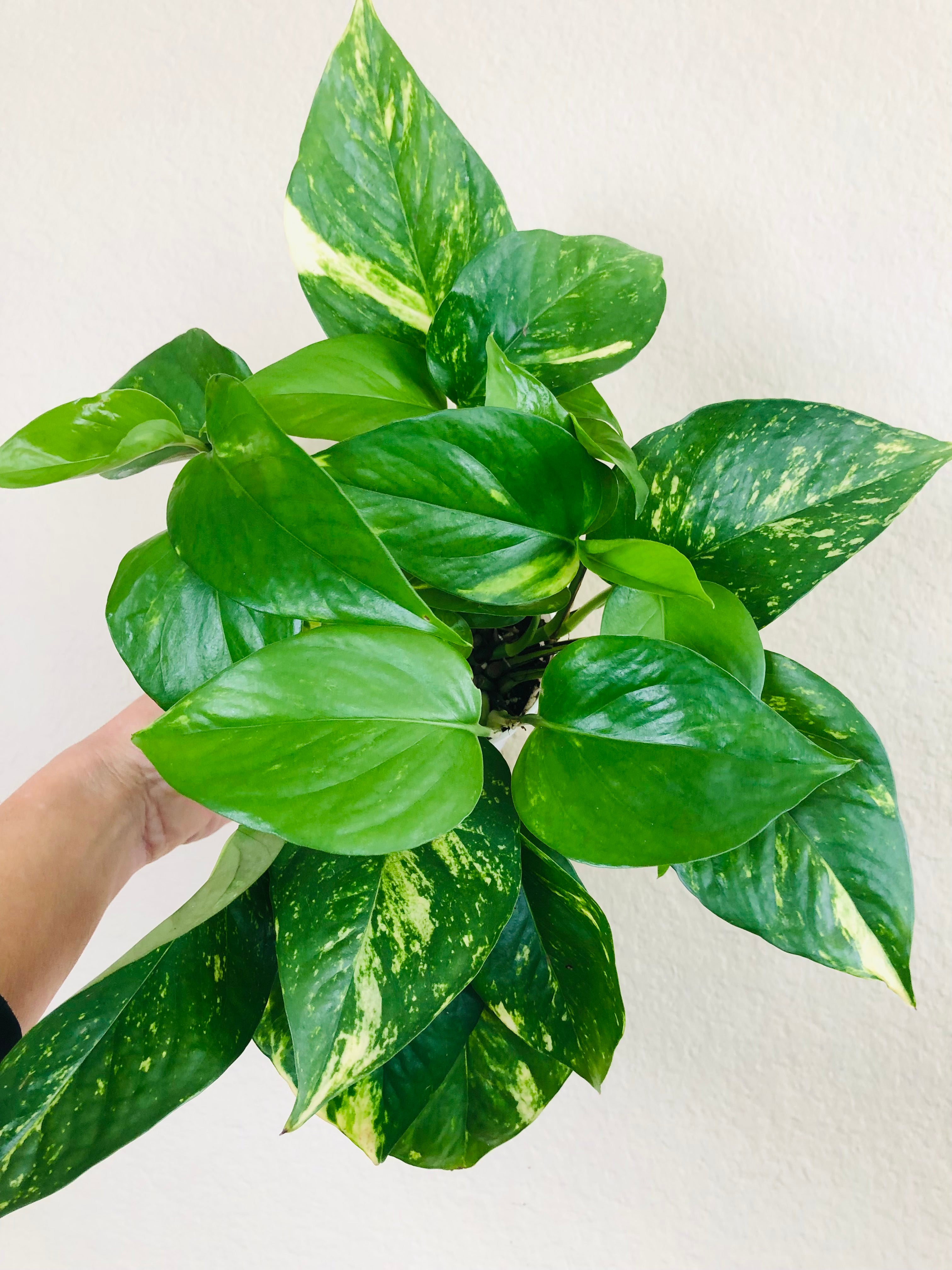 Pothos 'Golden'