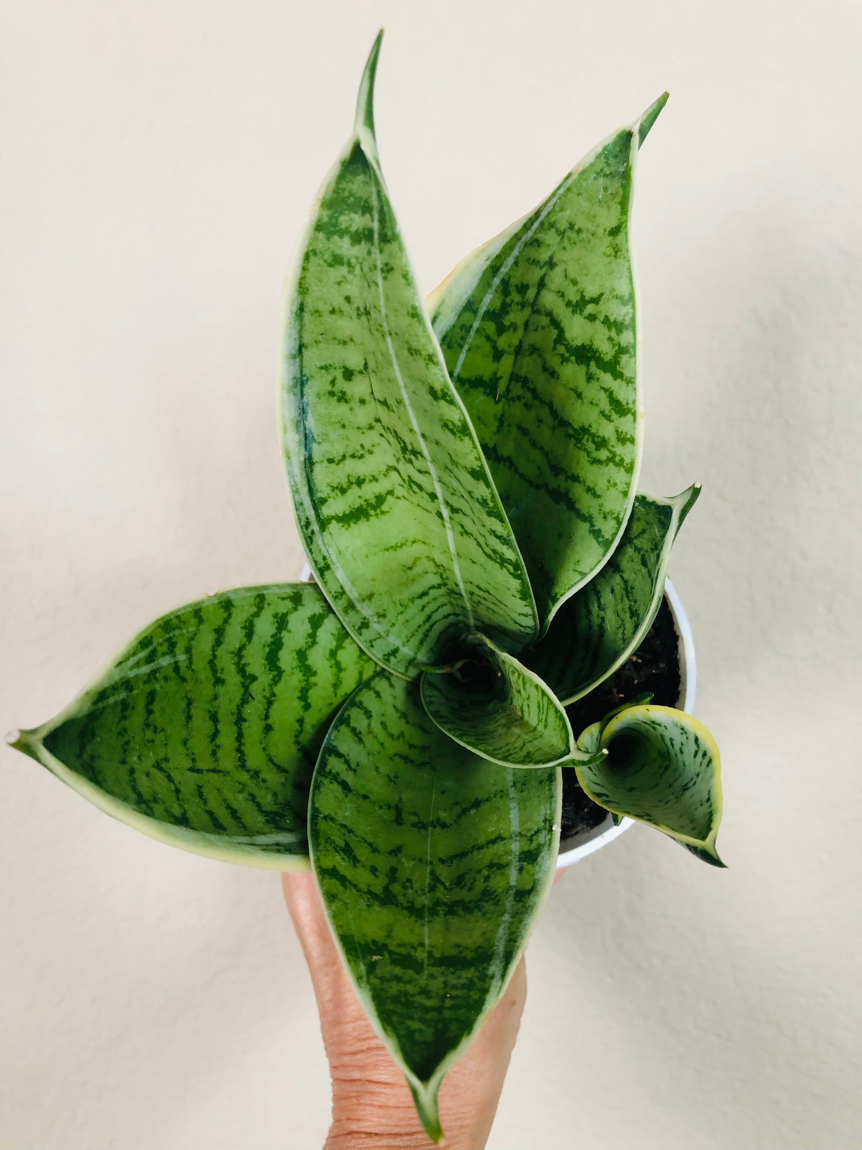 Sansevieria Hahnii 'Silver Star'