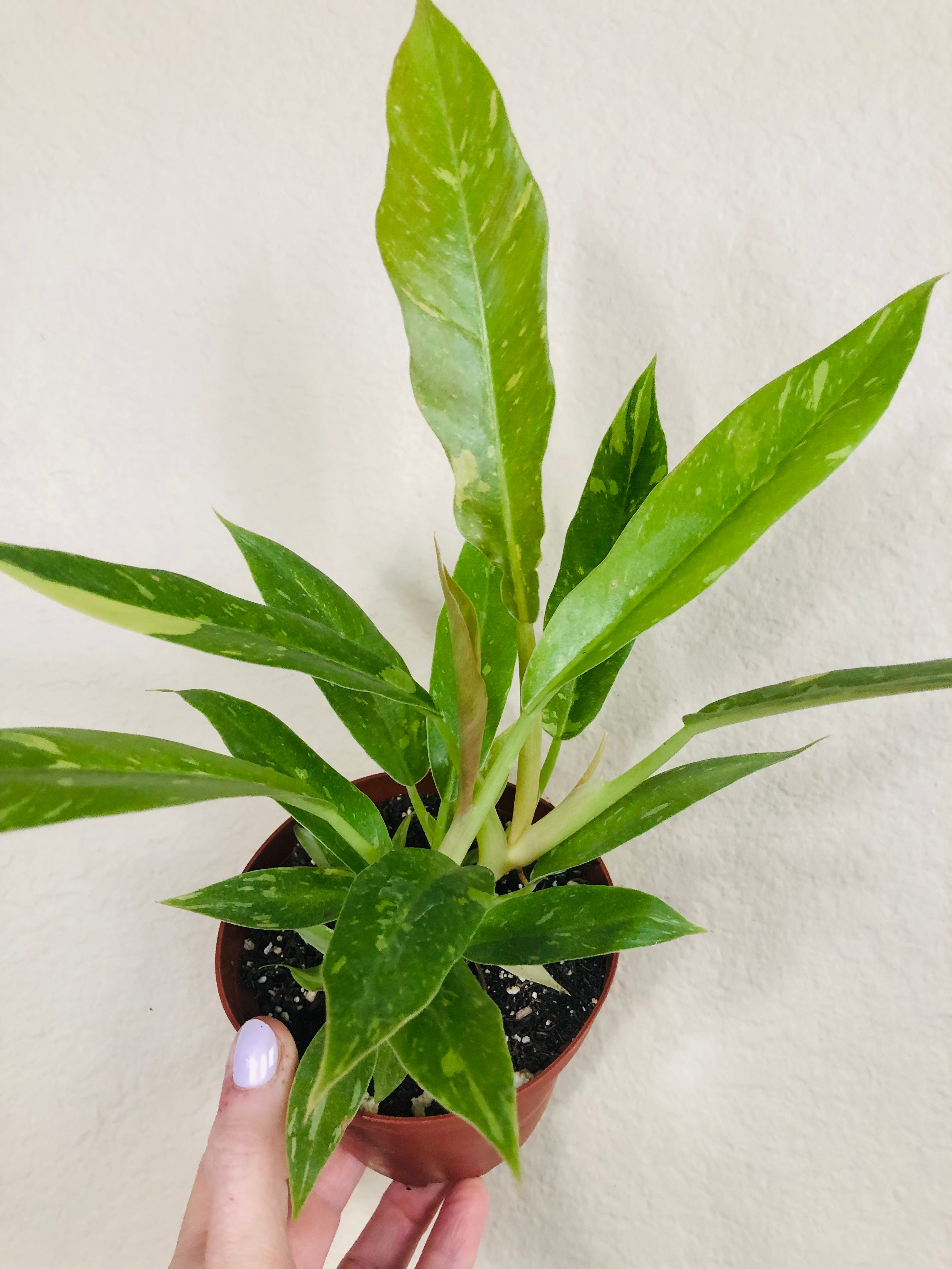 Philodendron 'Ring of Fire'