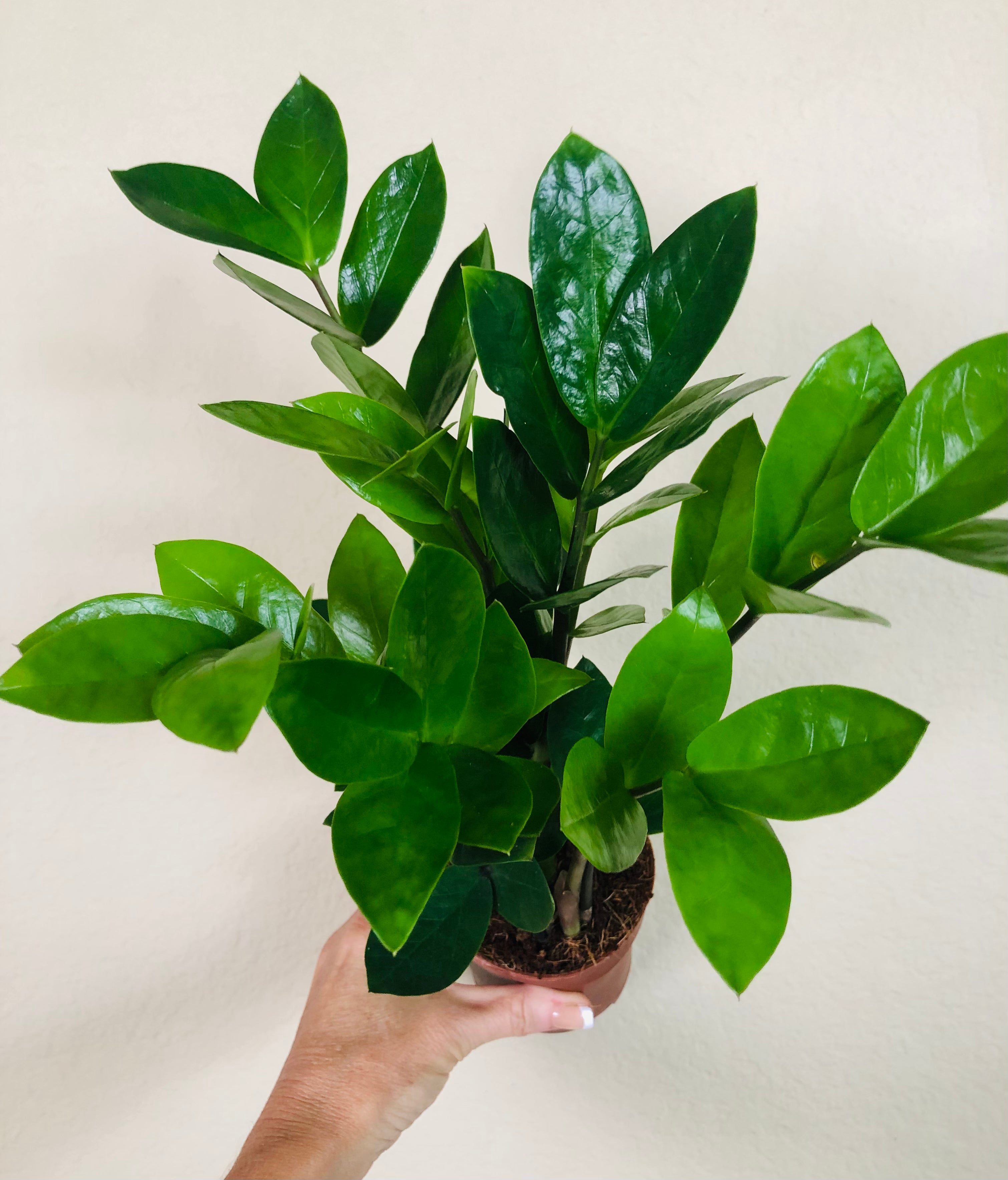 Zamioculcas Zamiifolia 'ZZ'