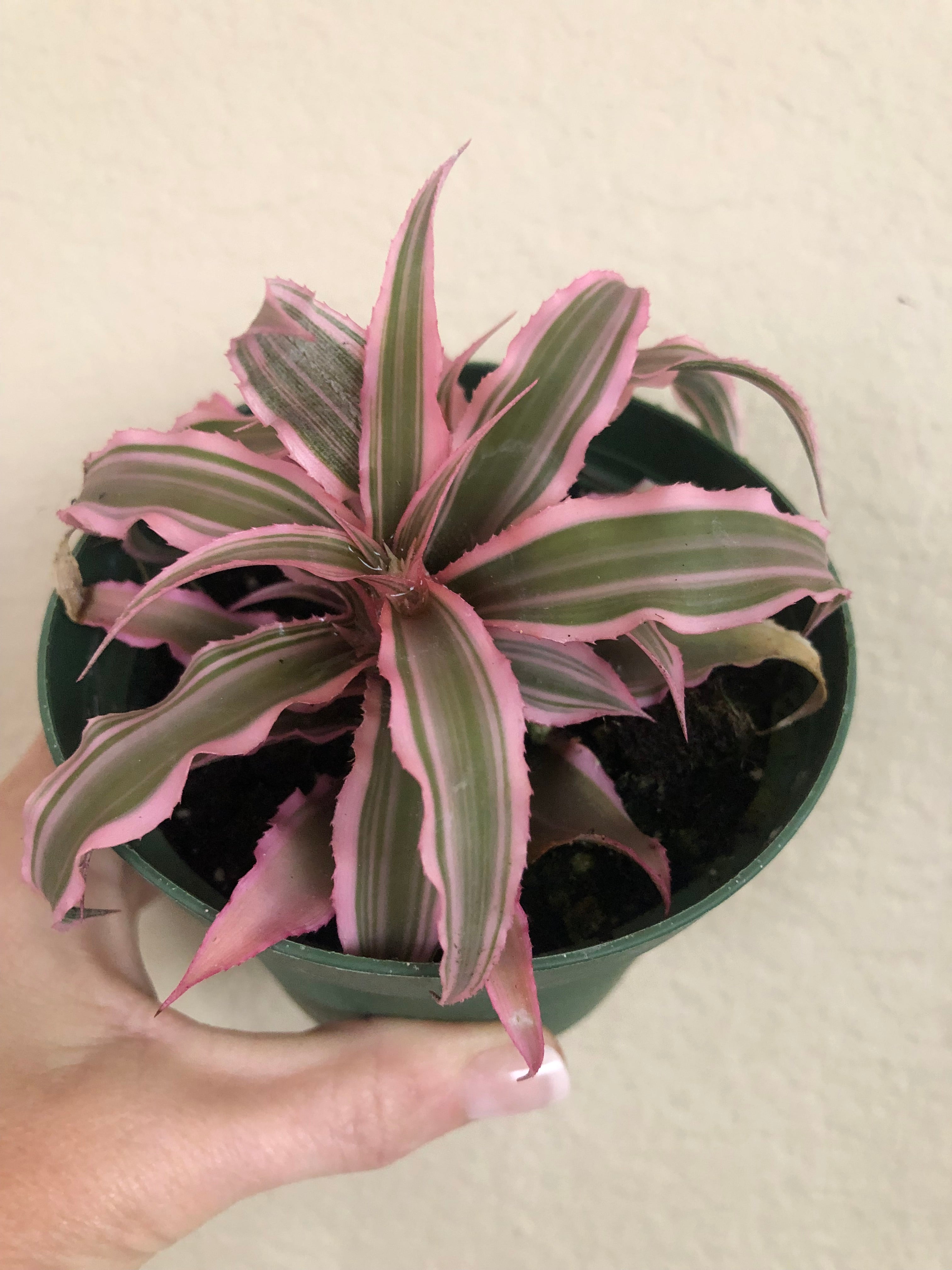 Cryptanthus 'Hot Pink'