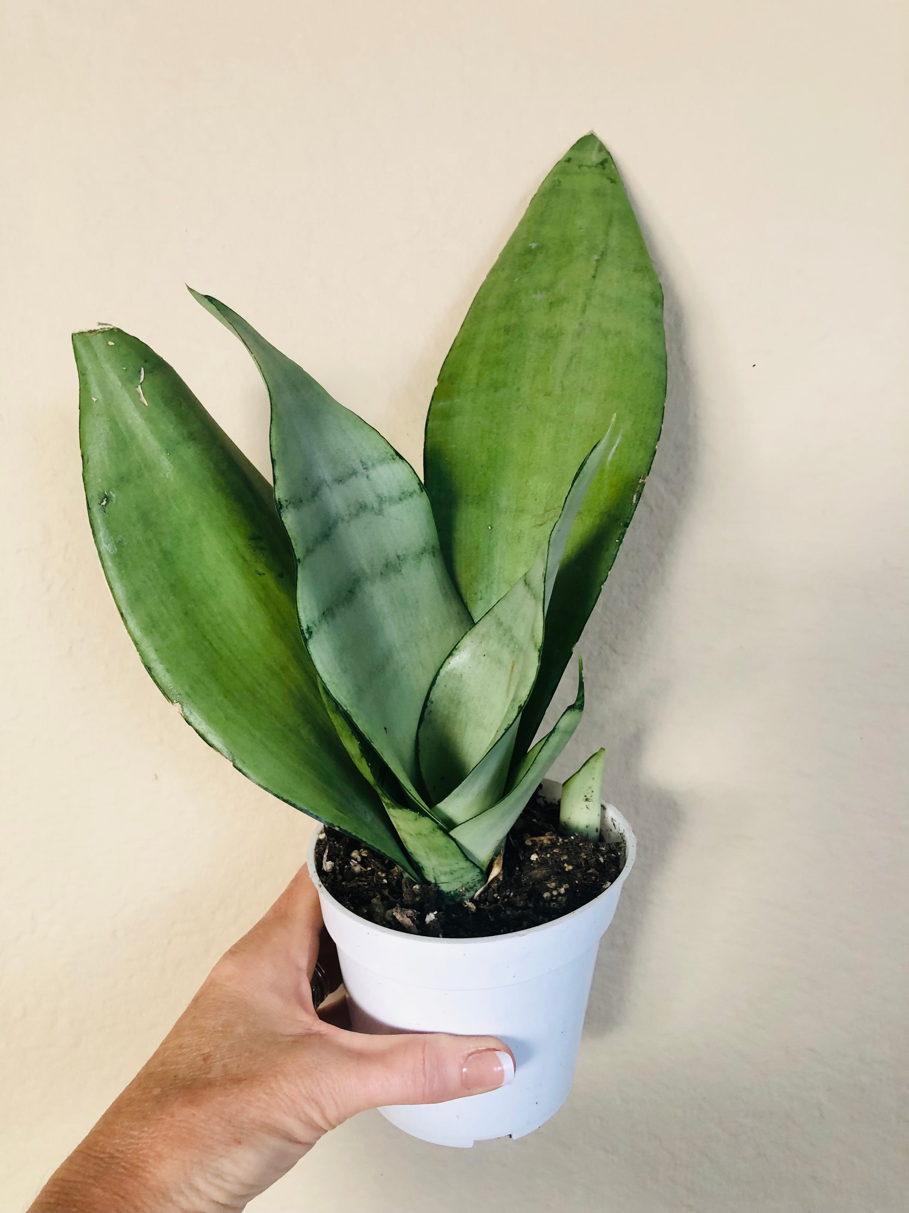 Sansevieria Trifasciata 'Moonshine'