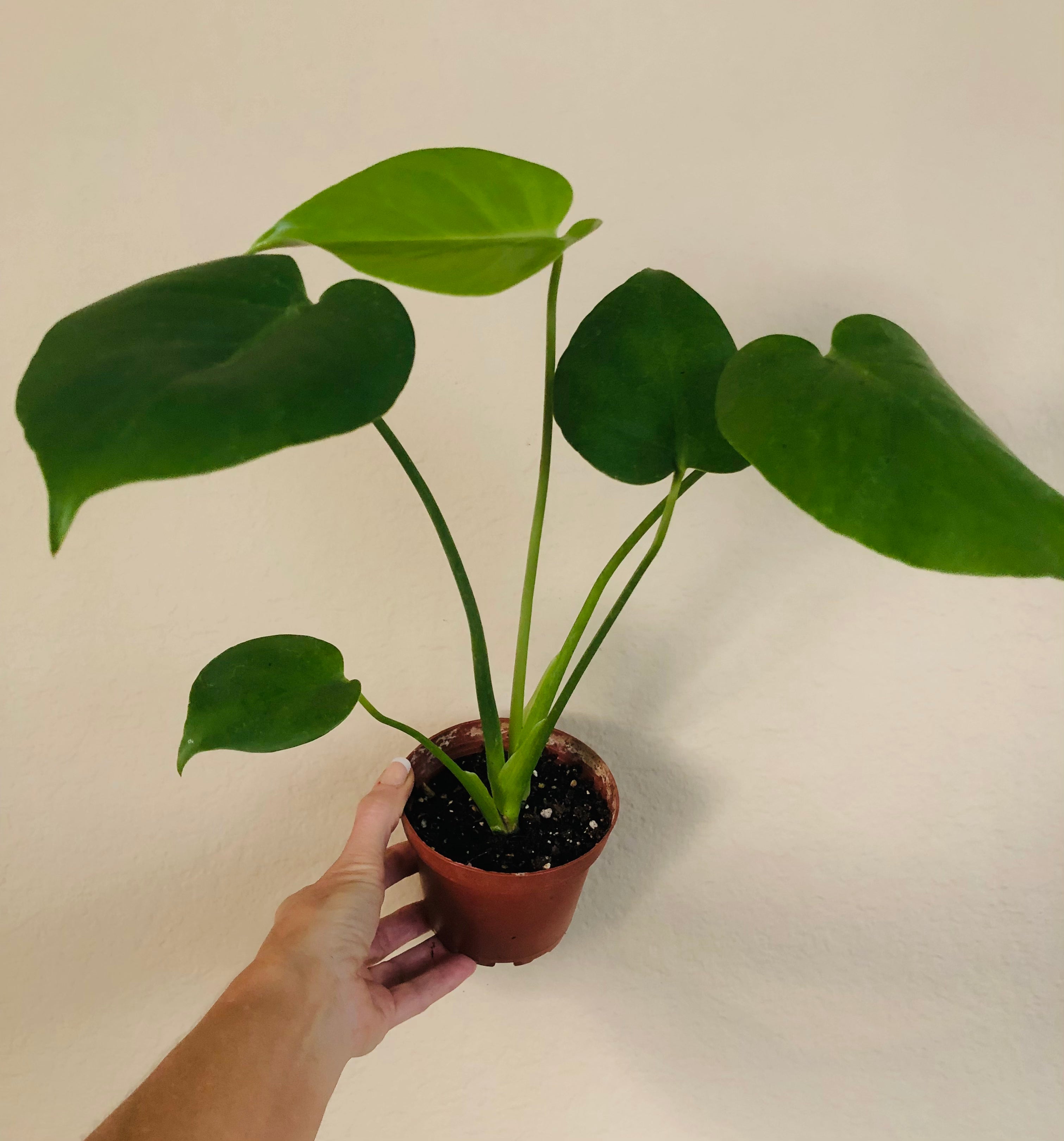 Monstera Deliciosa