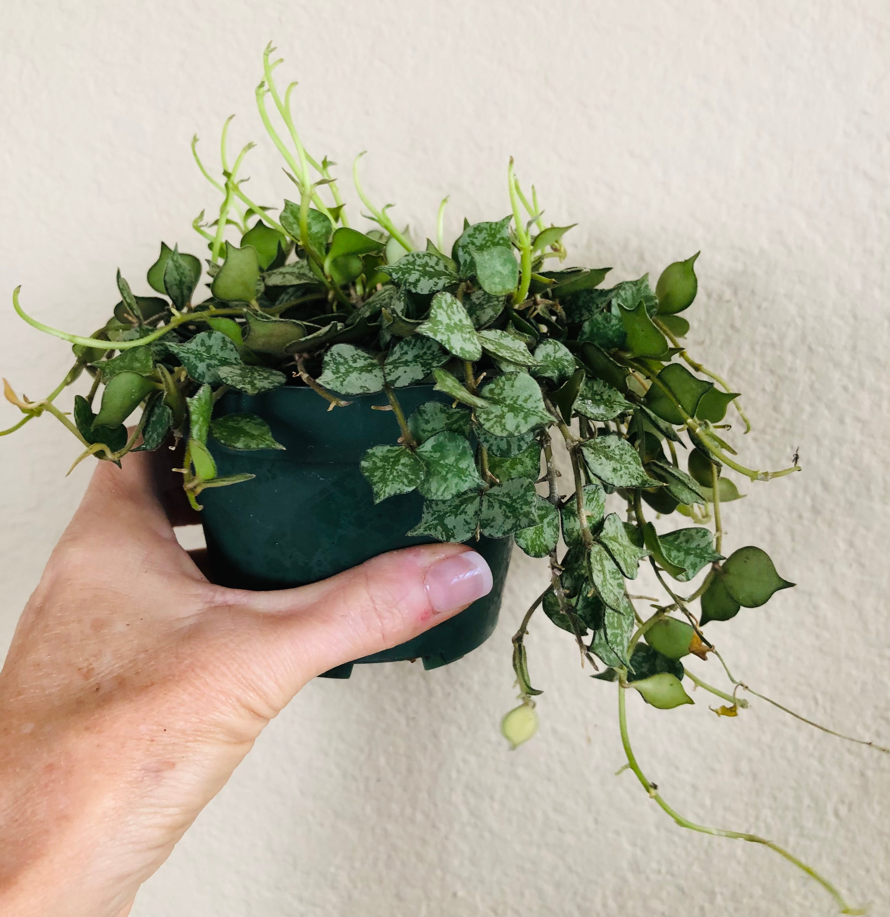 Hoya 'Curtisii'