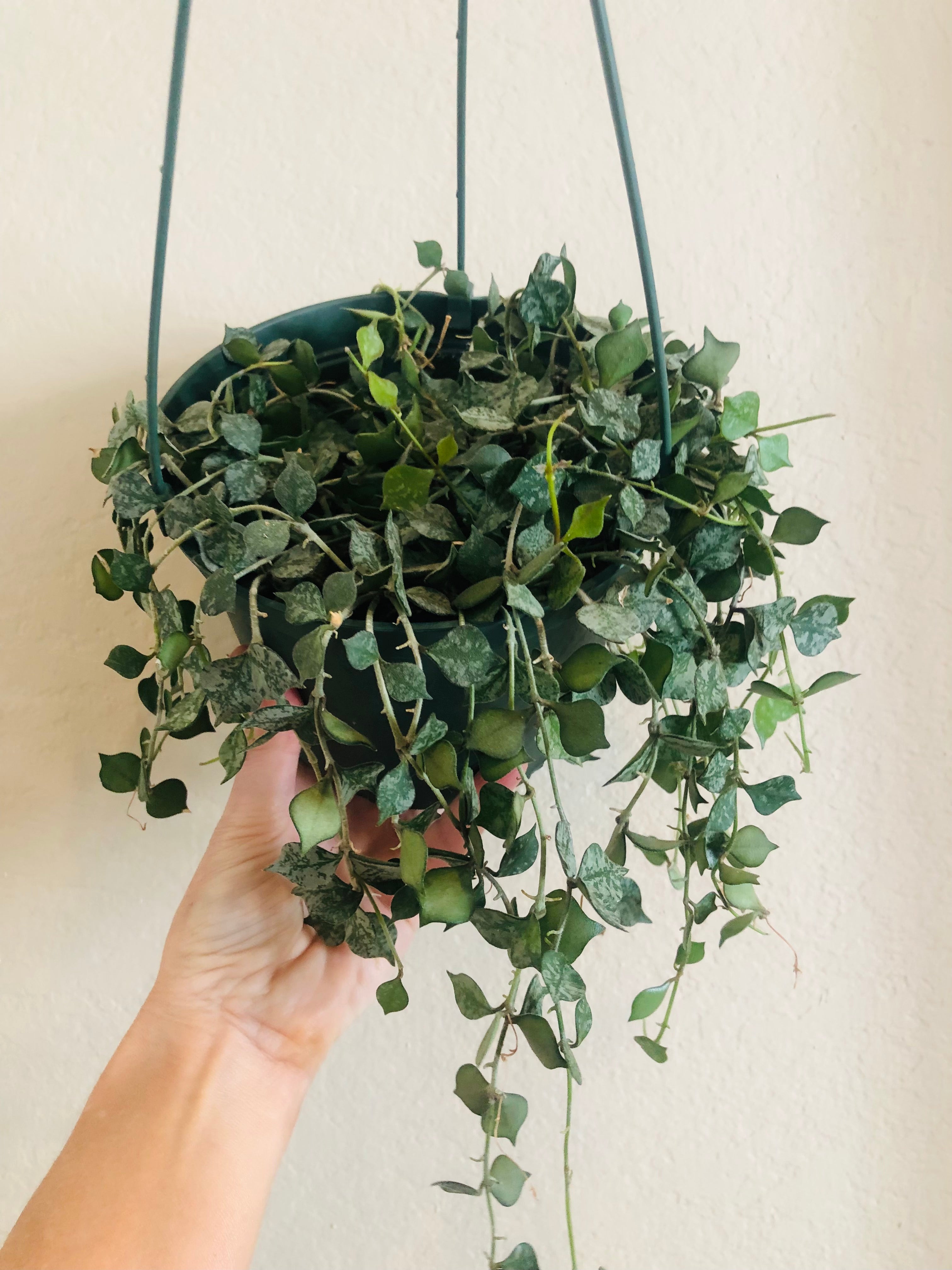 Hoya 'Curtisii'