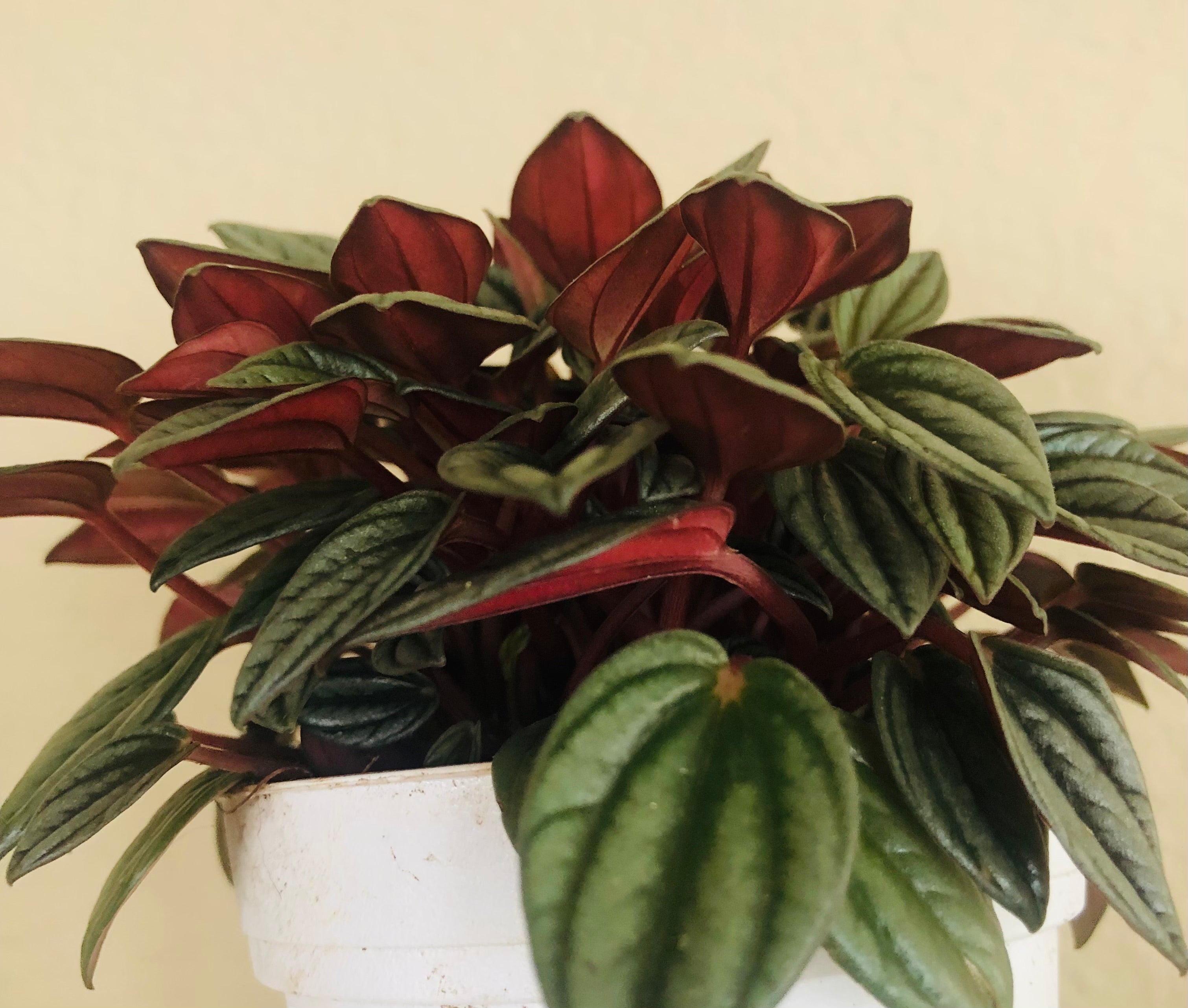 Peperomia ‘San Marino’