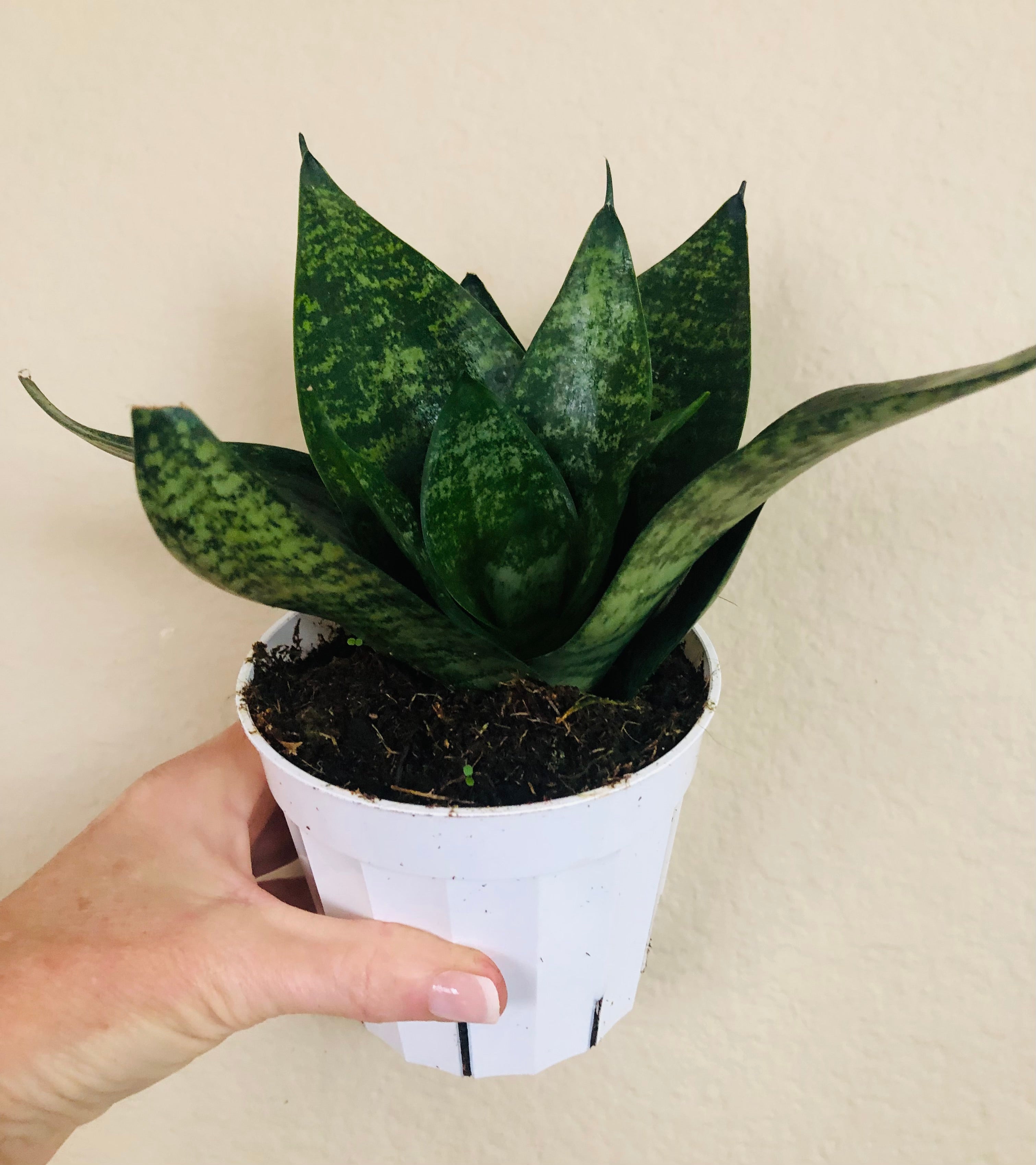 Sansevieria Hahnii 'Forest Star'