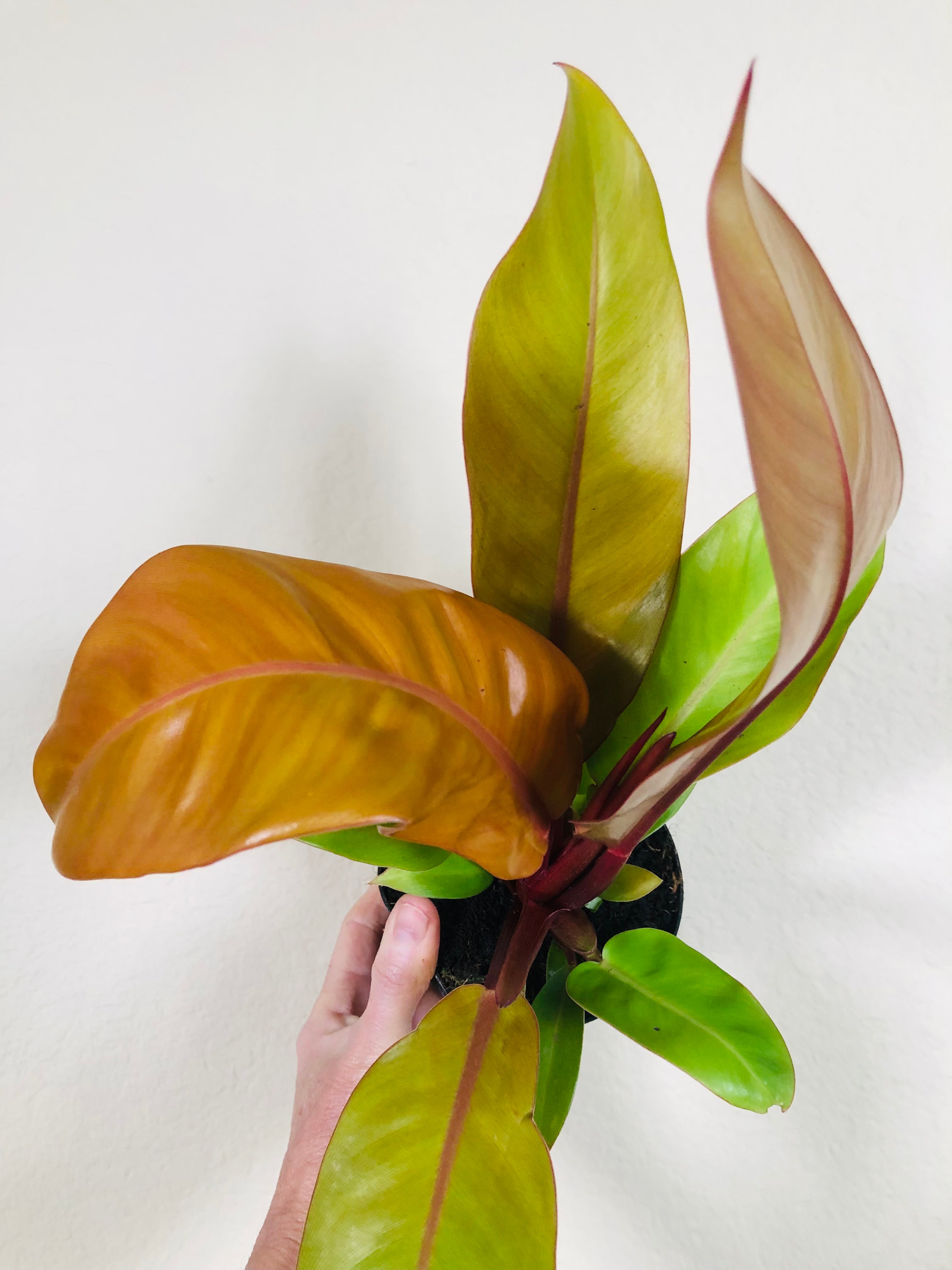 Philodendron 'Prince of Orange'