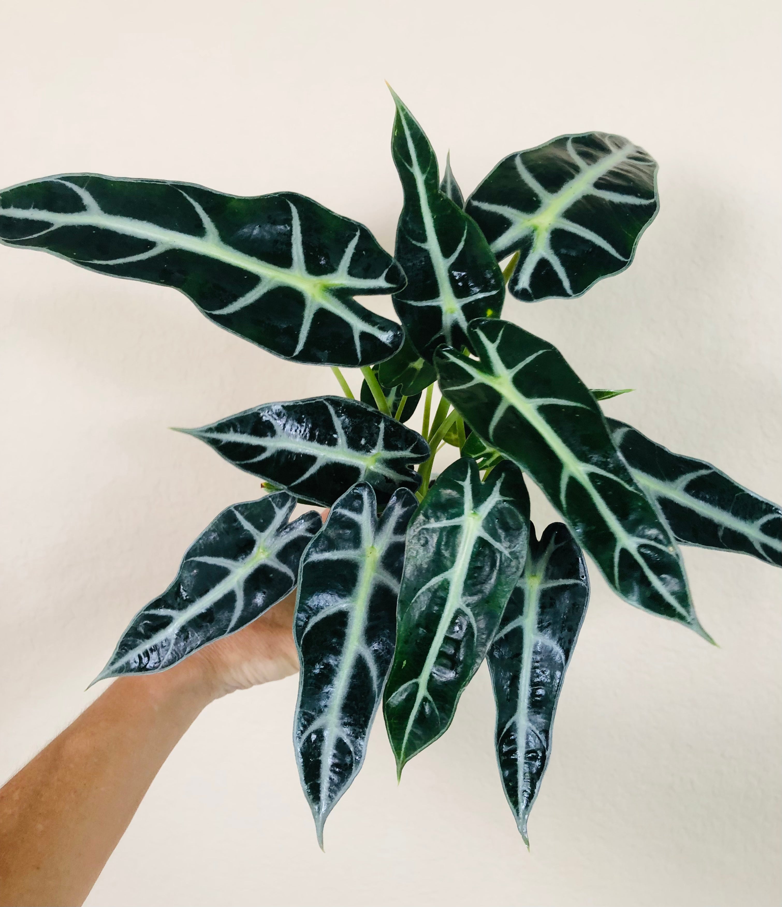 Alocasia Amazonica 'Bambino'