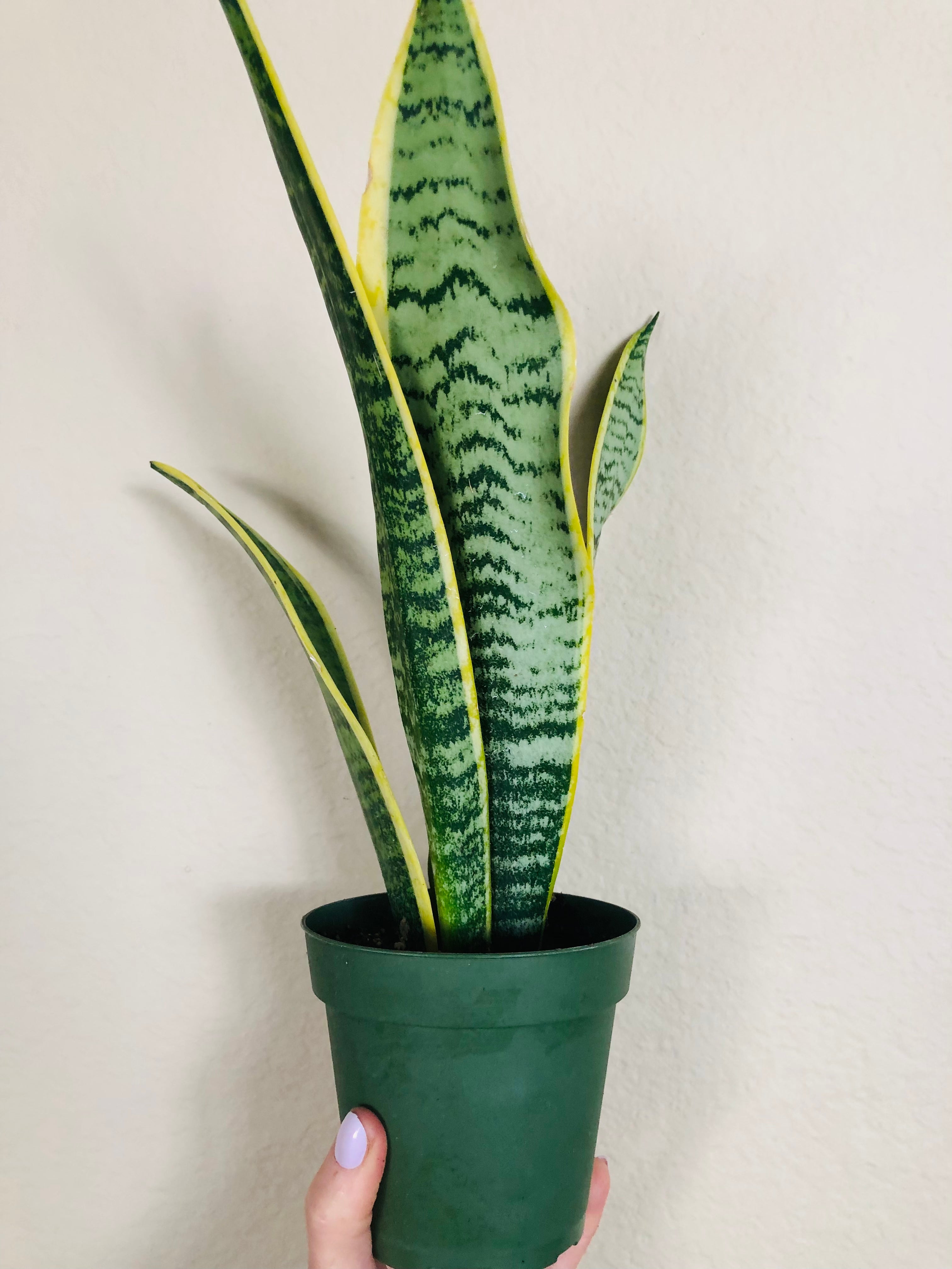 Sansevieria Trifasciata 'Laurentii'
