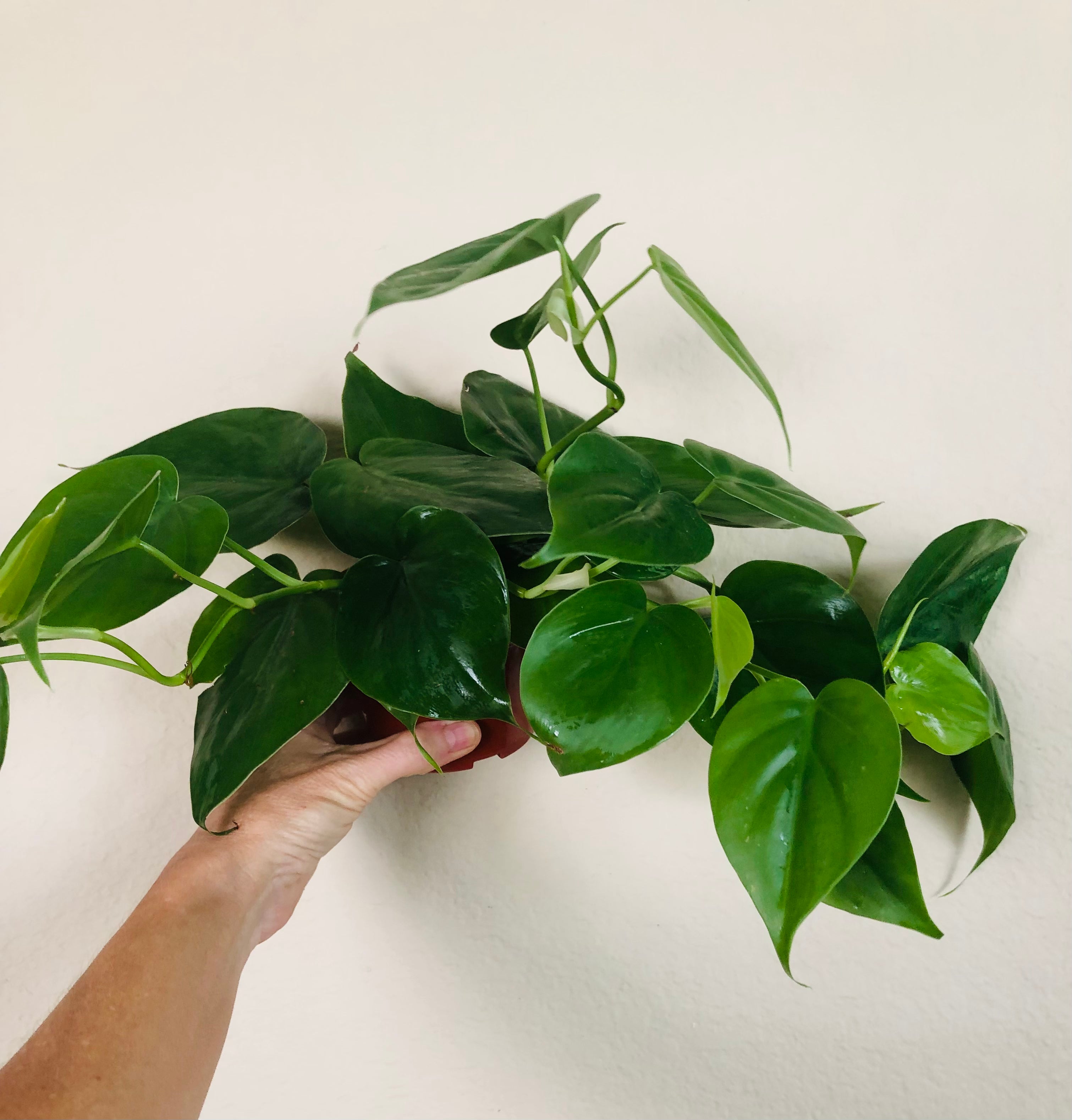 Philodendron Cordatum 'Heartleaf'
