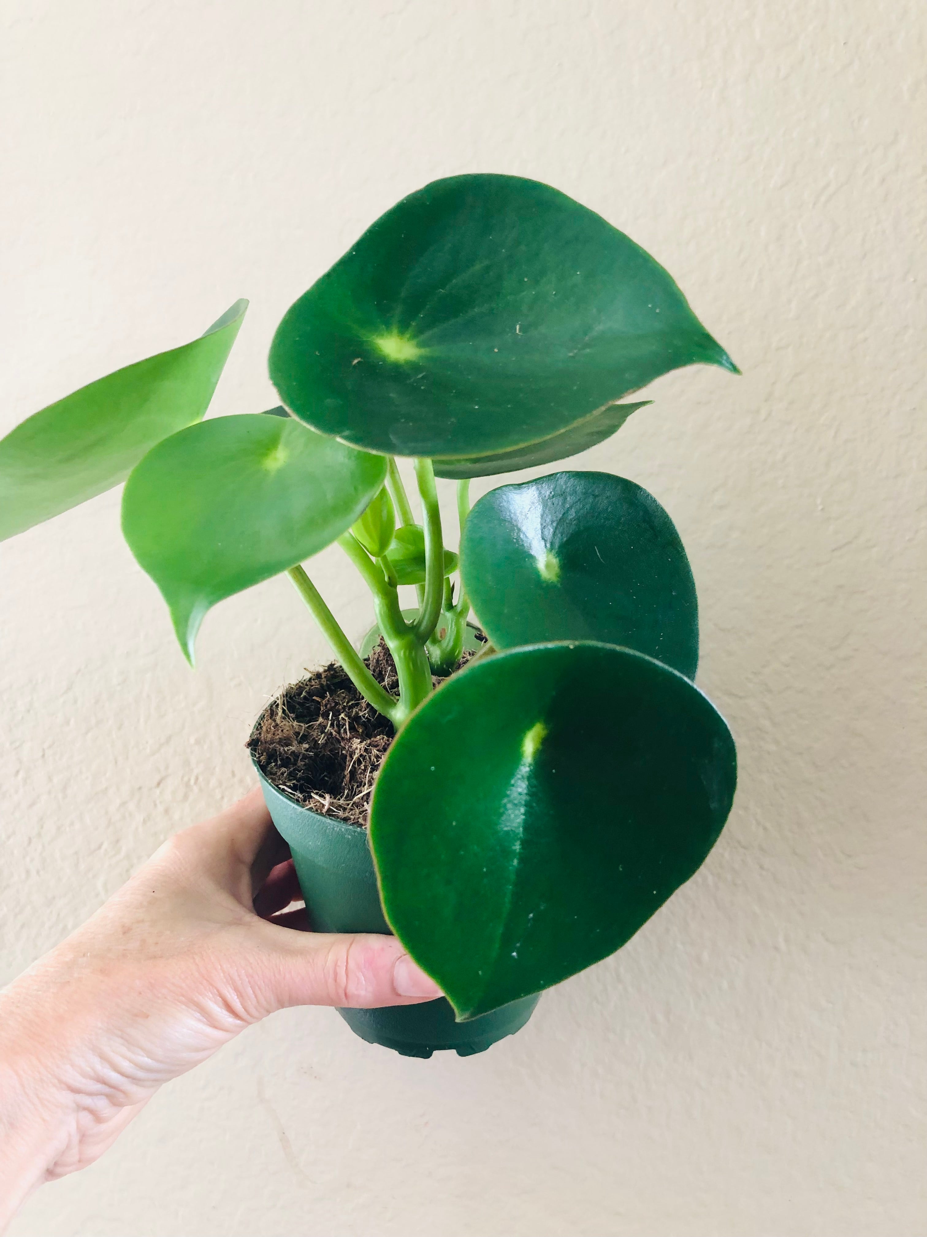 Peperomia 'Owl Eye'