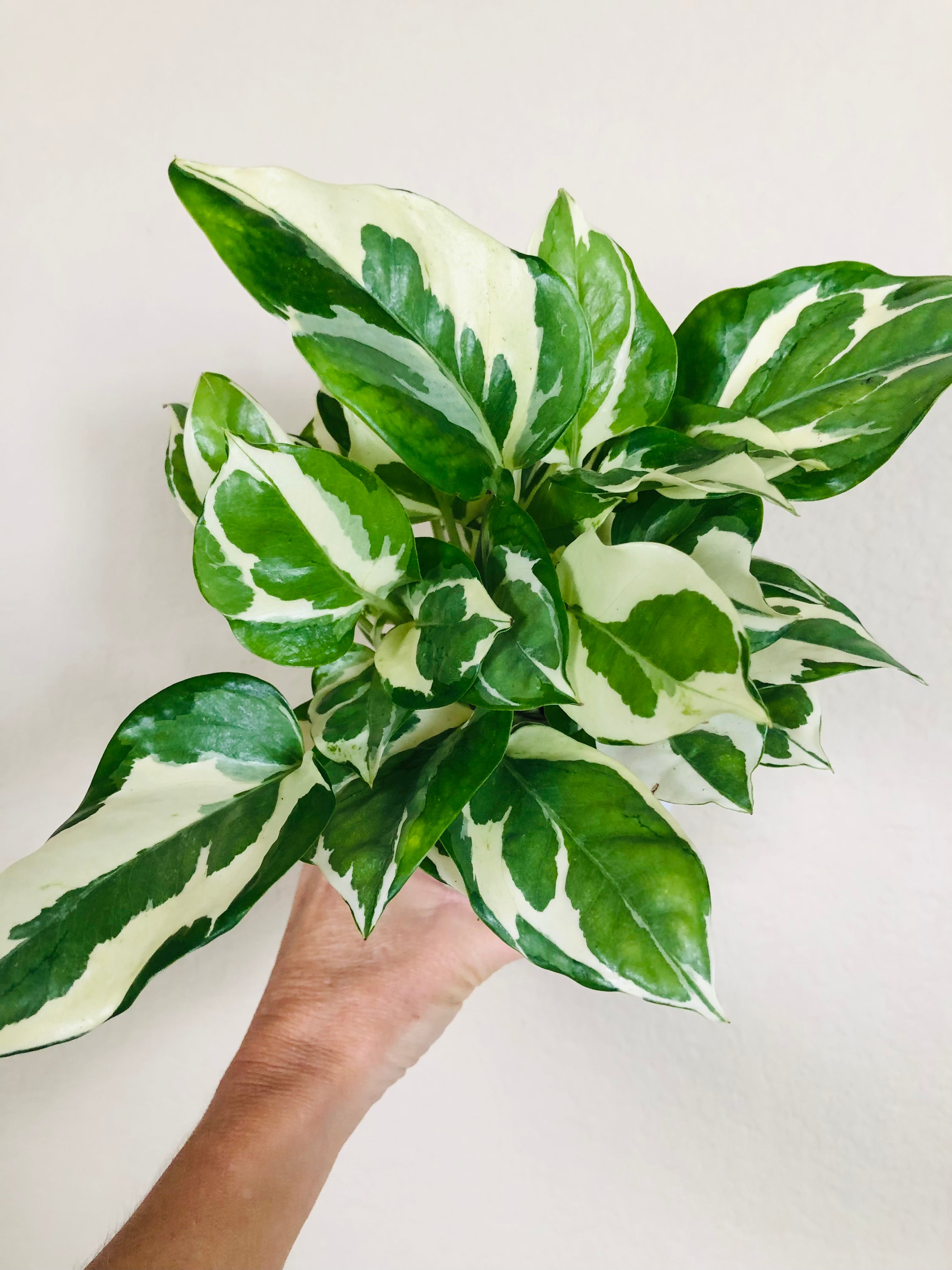 Pothos 'N'joy'