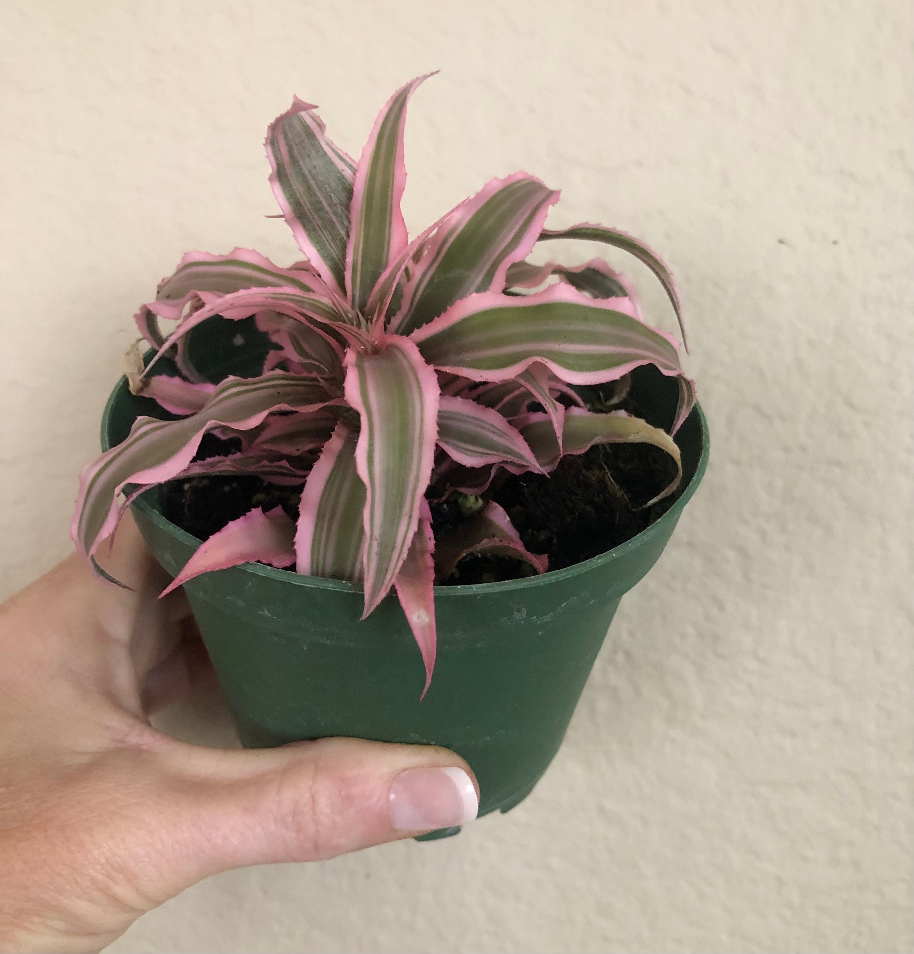 Cryptanthus 'Hot Pink'