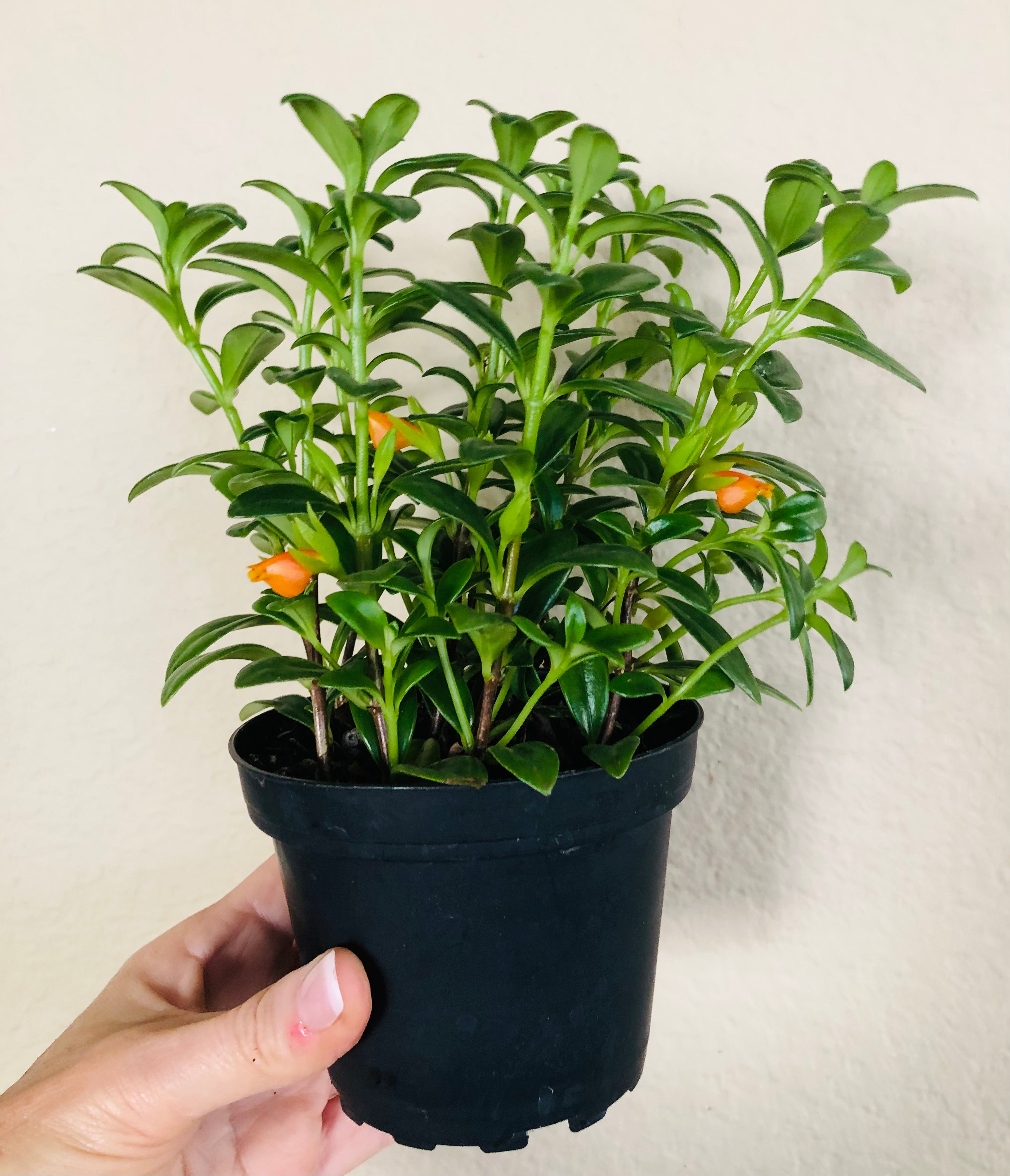 Goldfish Plant
