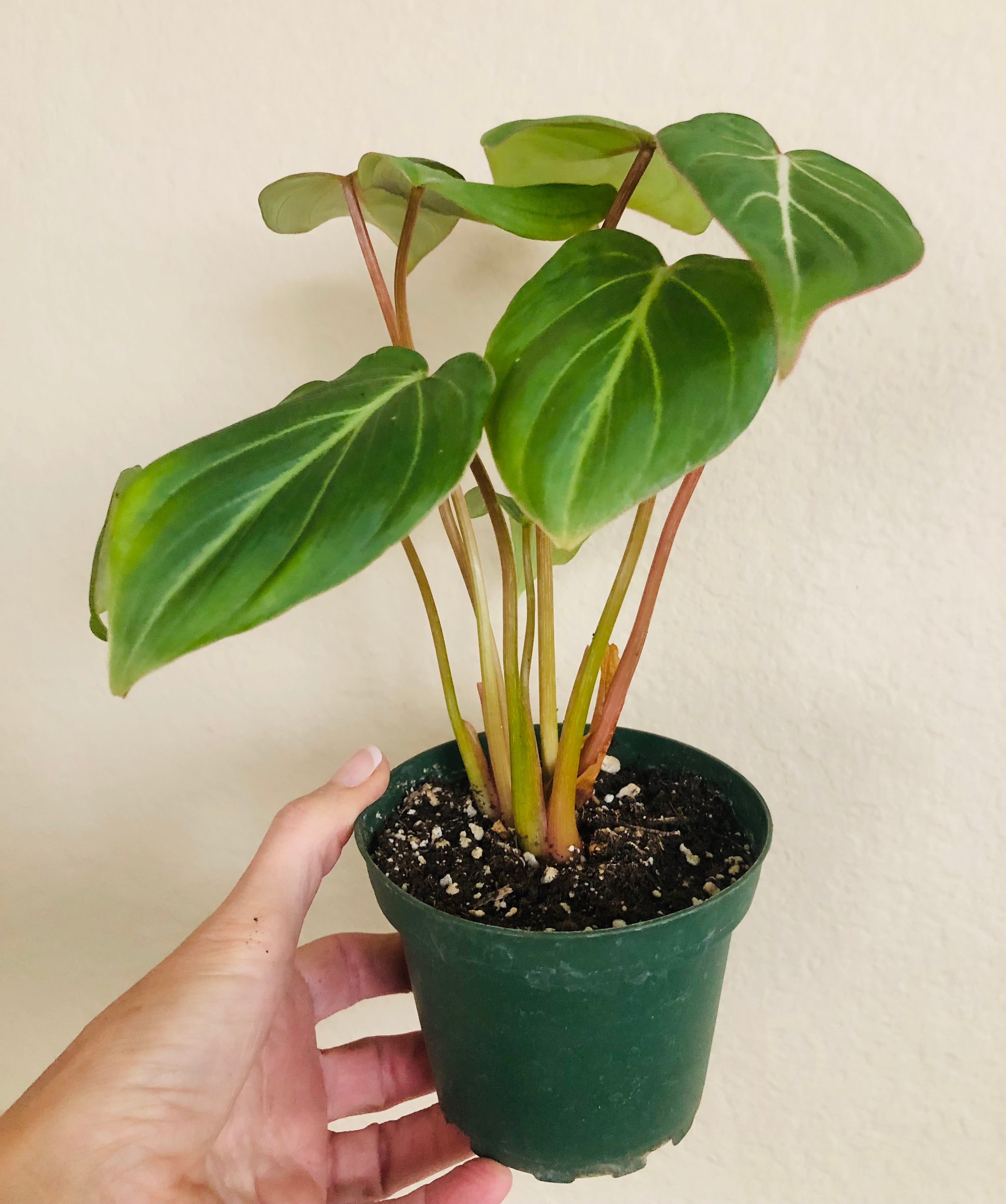 Philodendron 'Gloriosum'