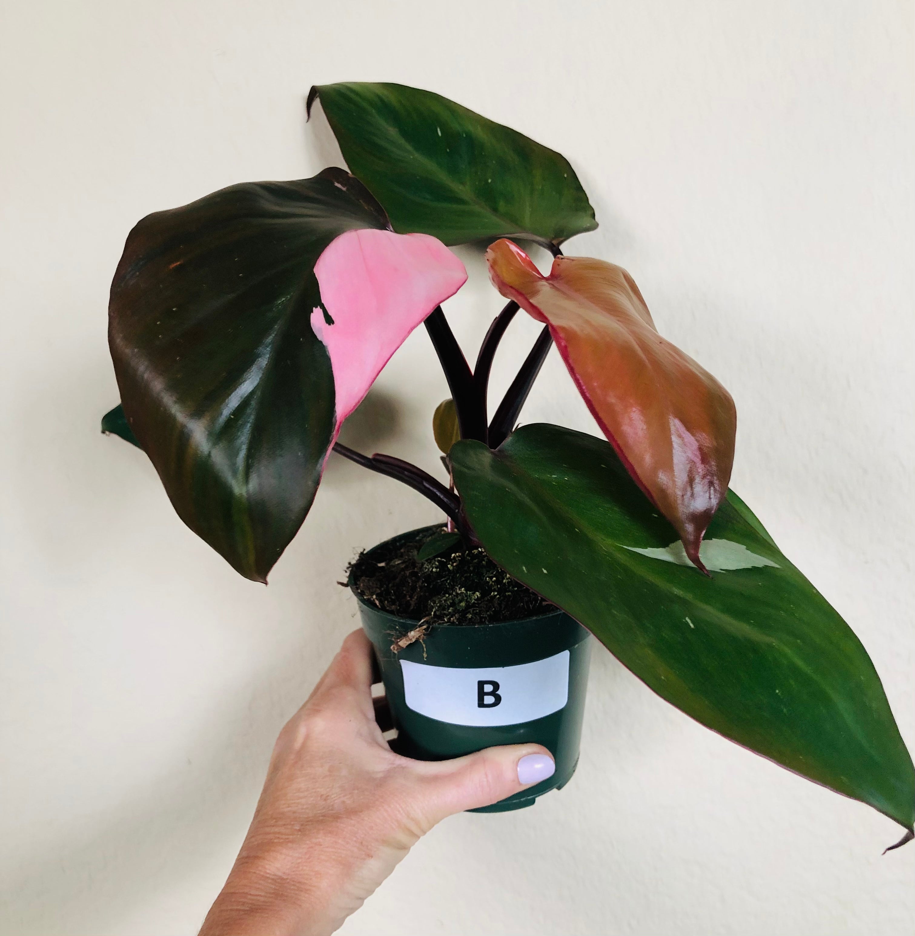 Philodendron 'Pink Princess'