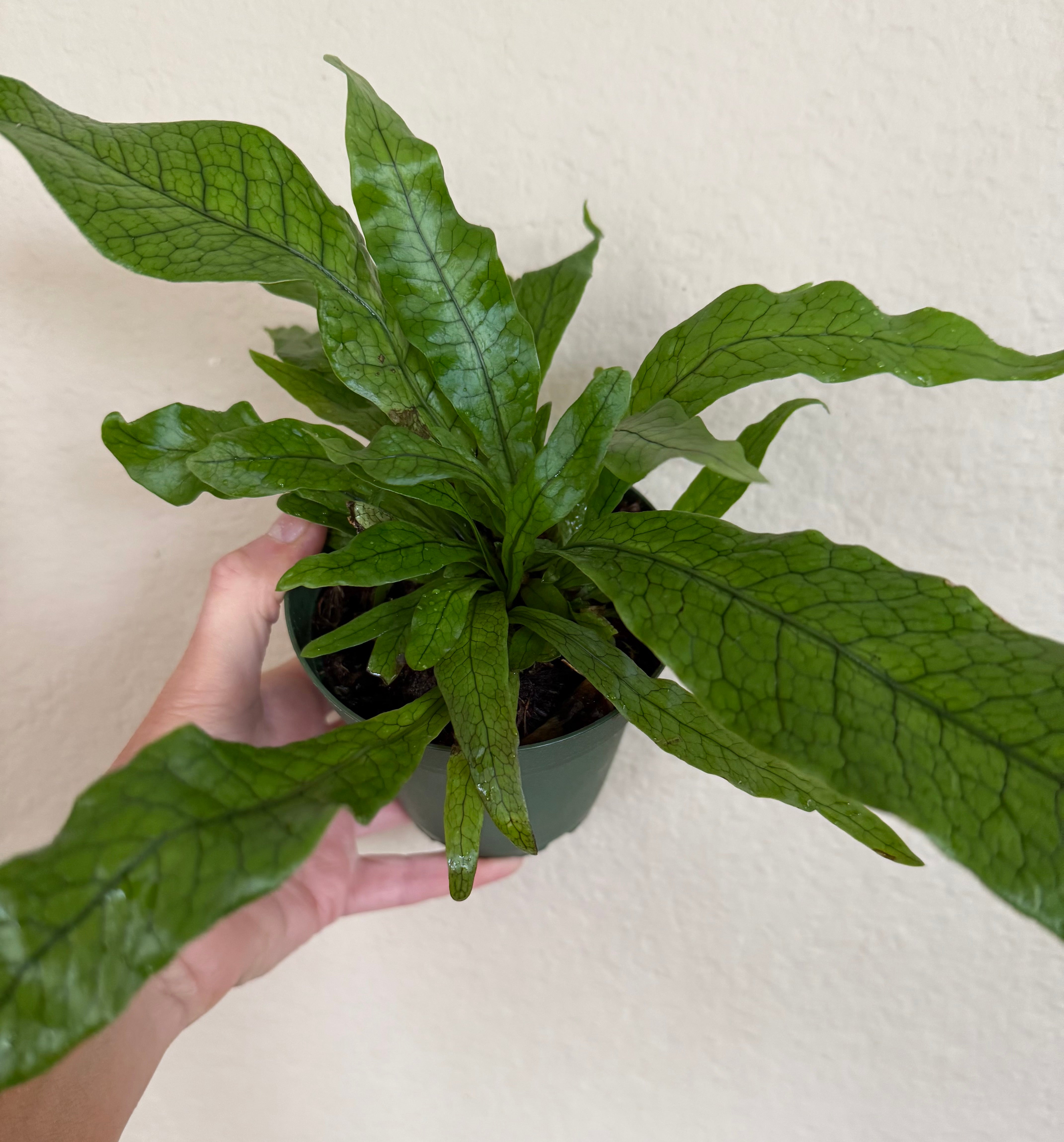 Crocodile Fern