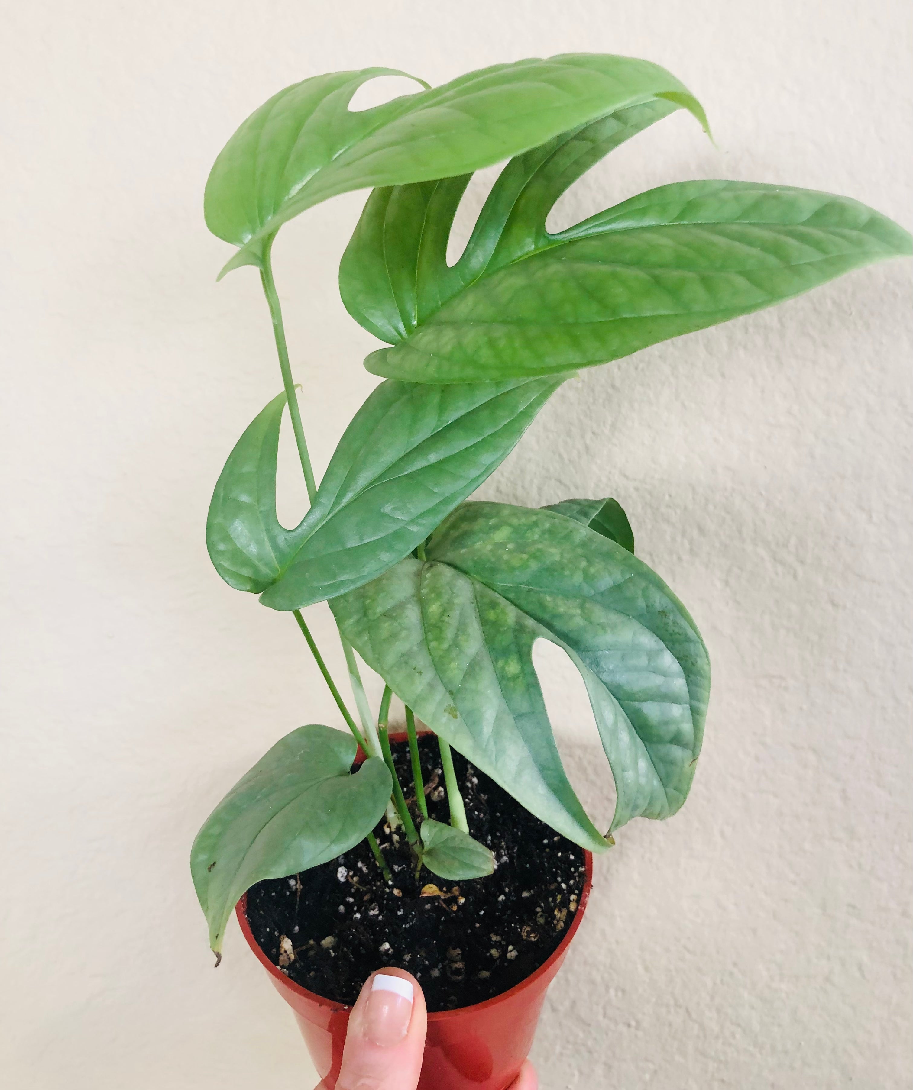 Monstera 'Spiderman'