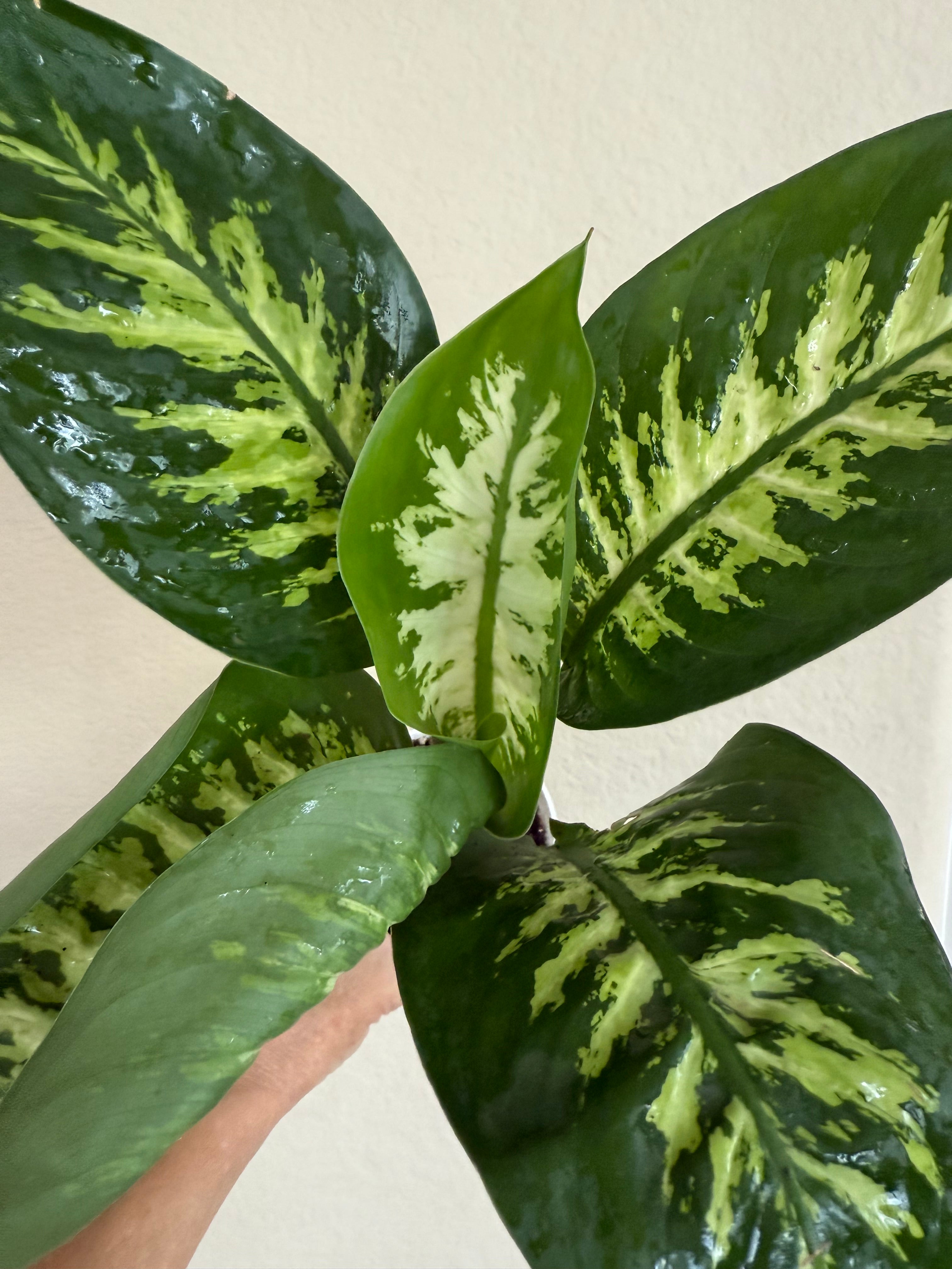Dieffenbachia Tropic Snow