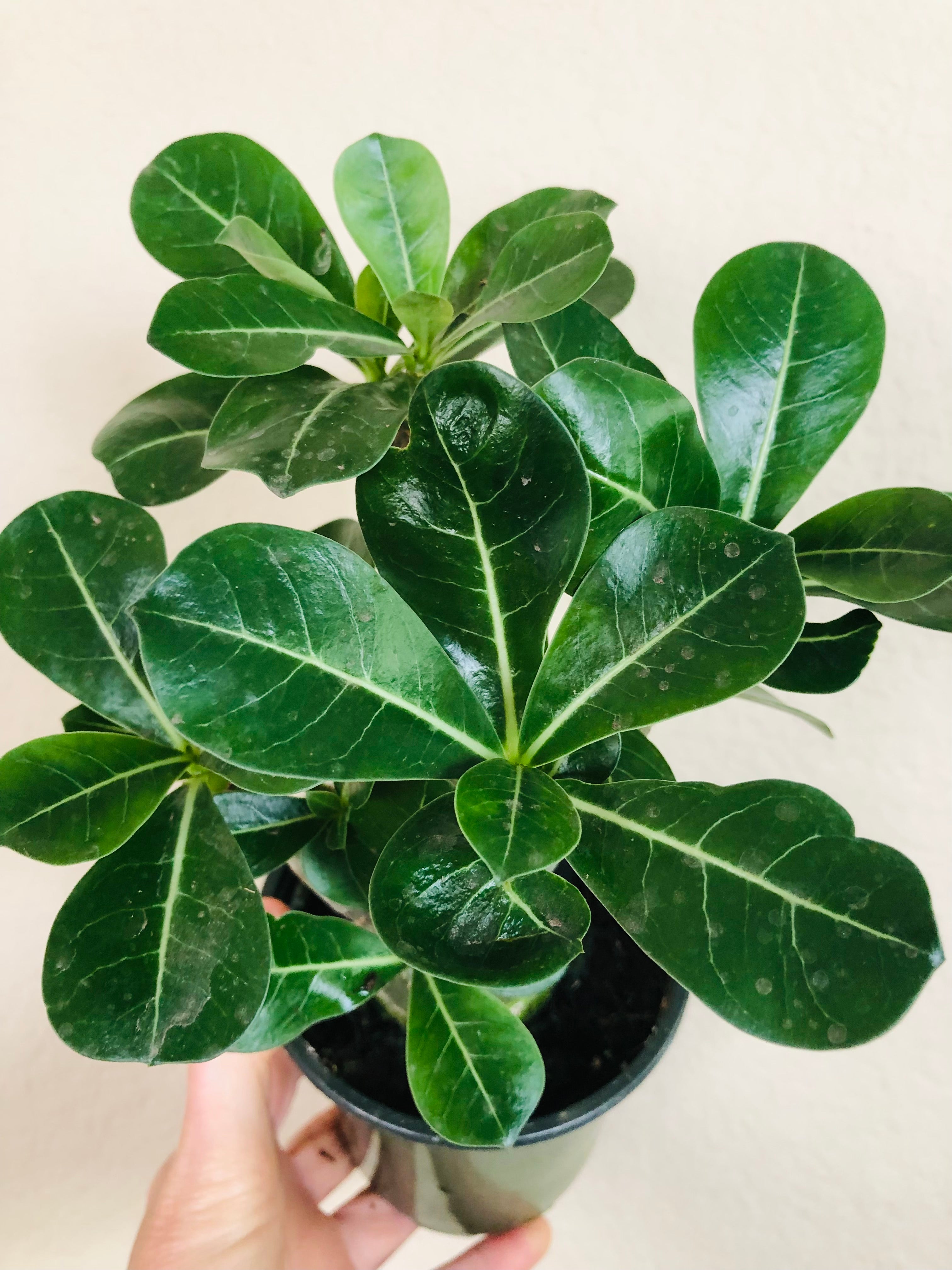 Adenium Obesum 'Desert Rose'