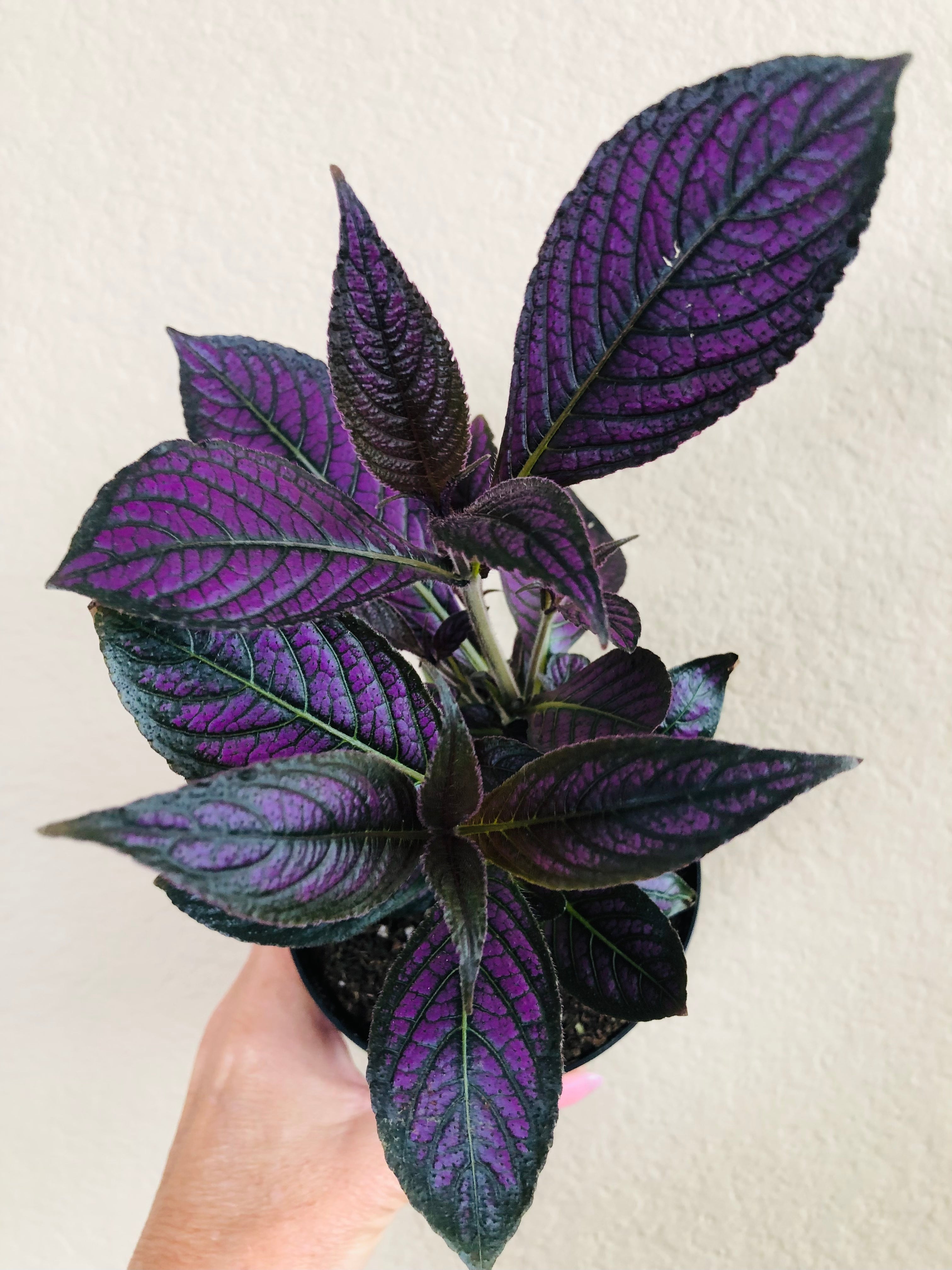 Strobilanthes Persian Shield