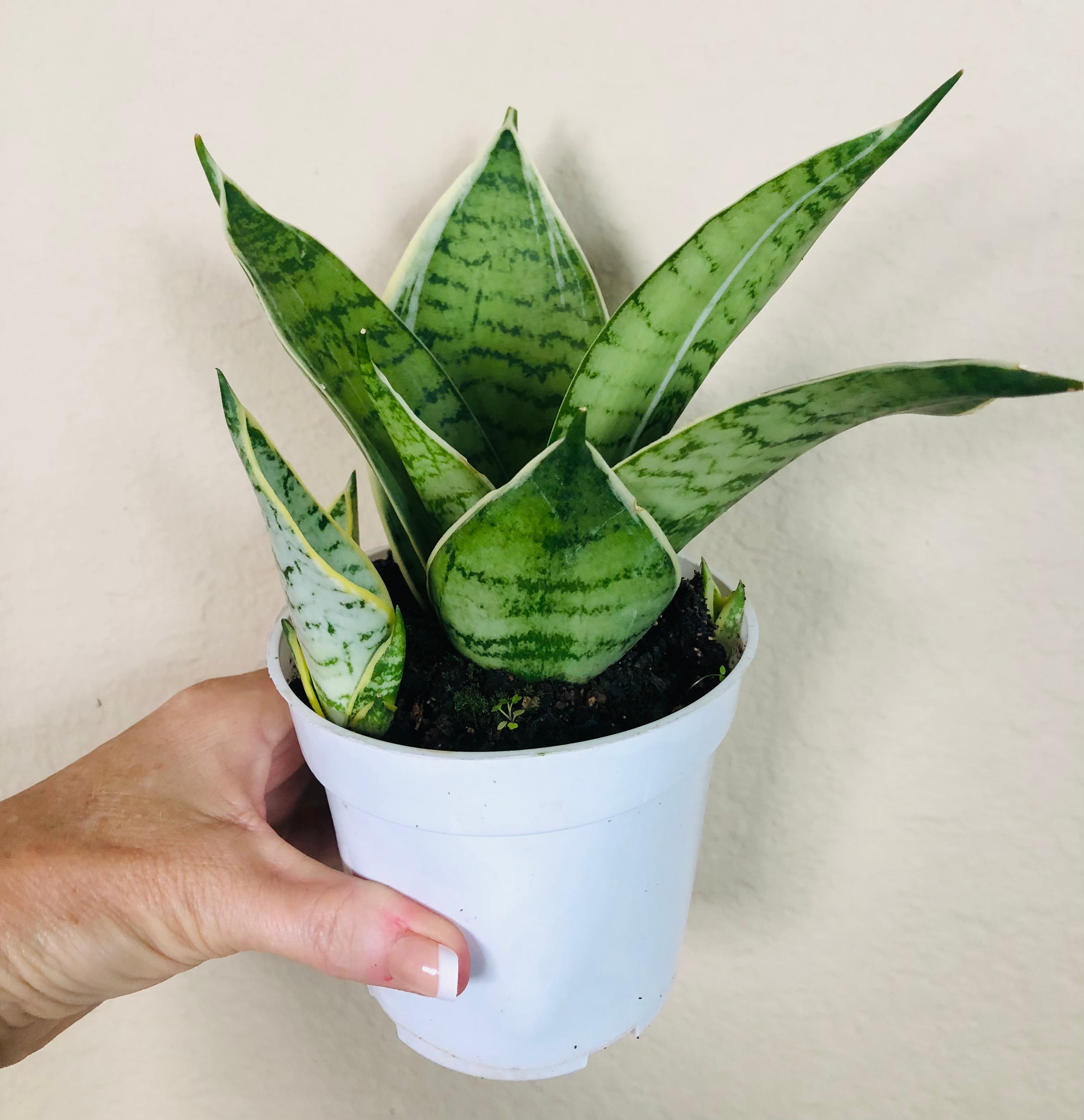 Sansevieria Hahnii 'Silver Star'