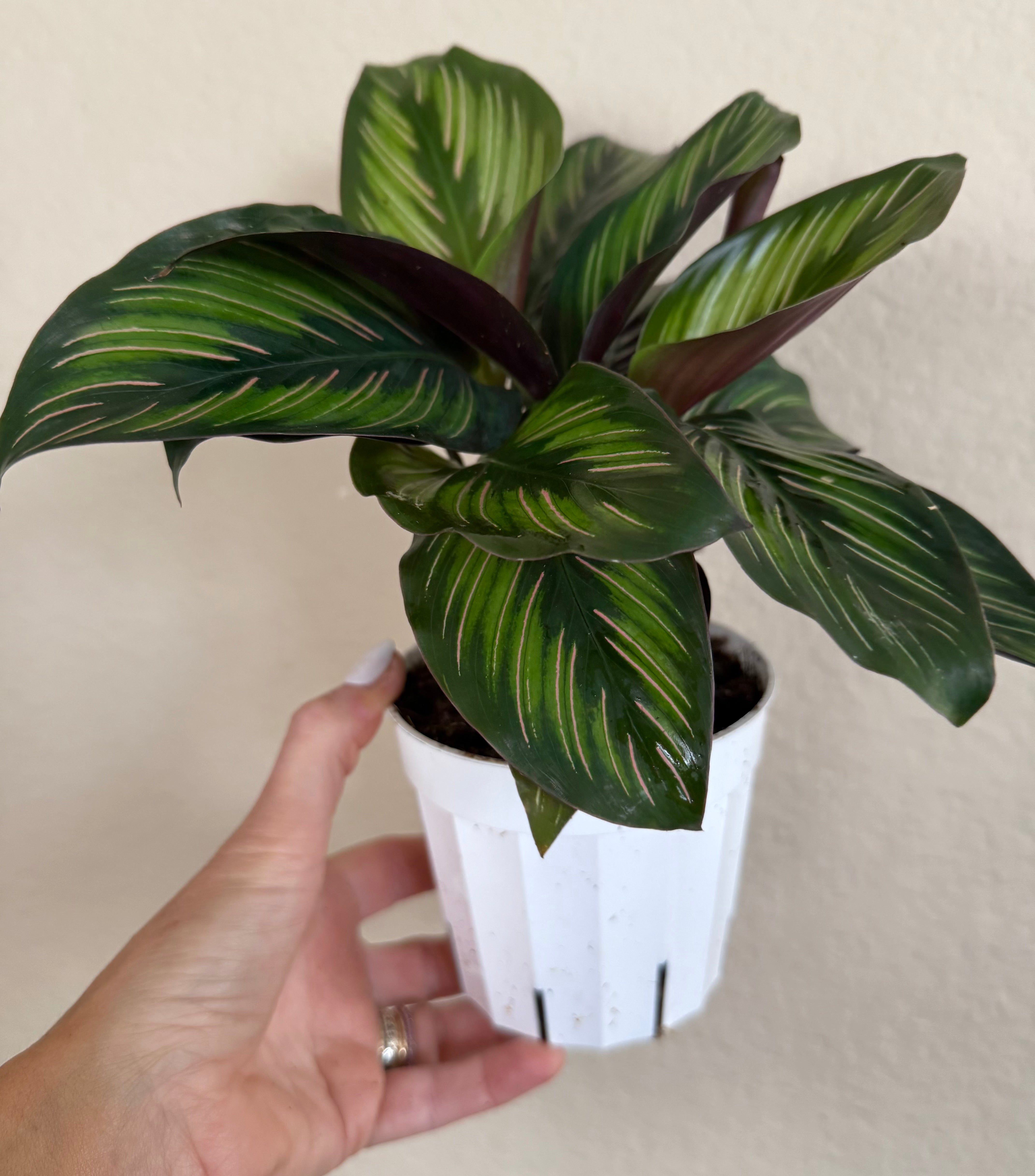 Calathea Beauty Star