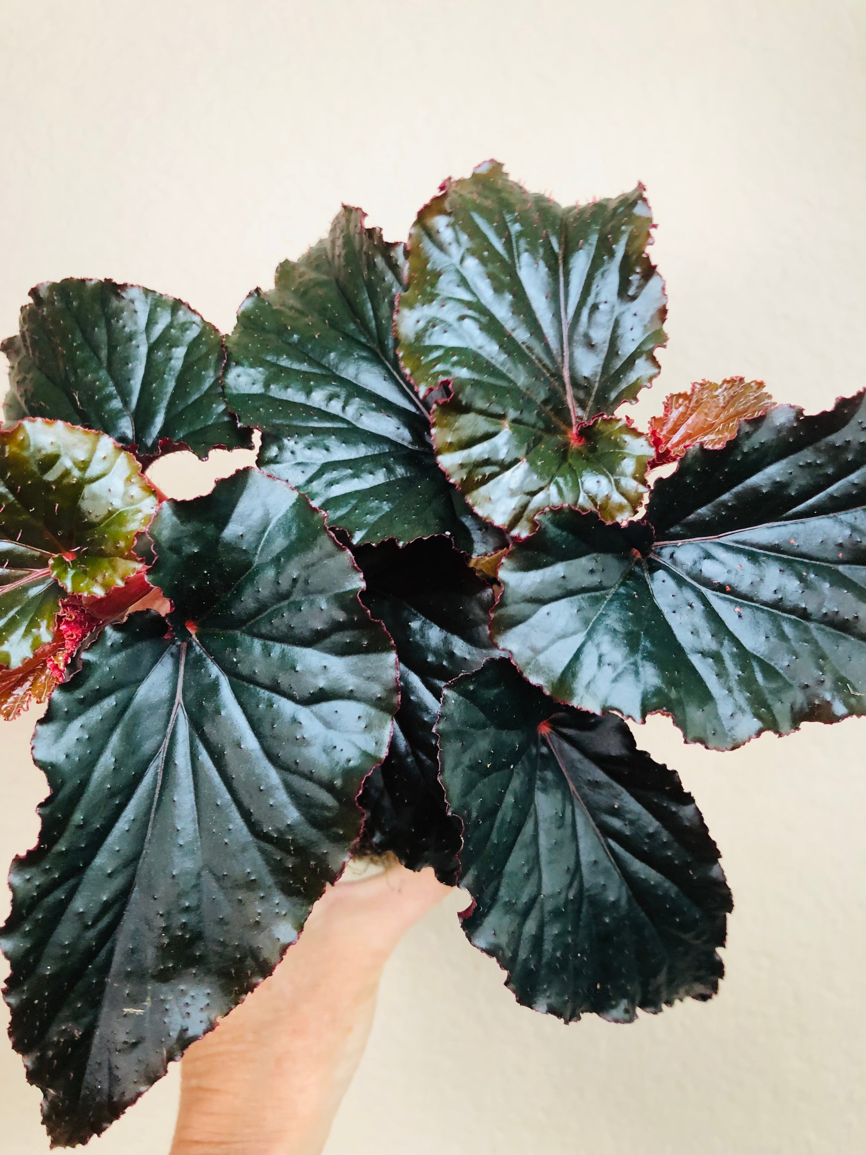 Begonia 'Black Magic'