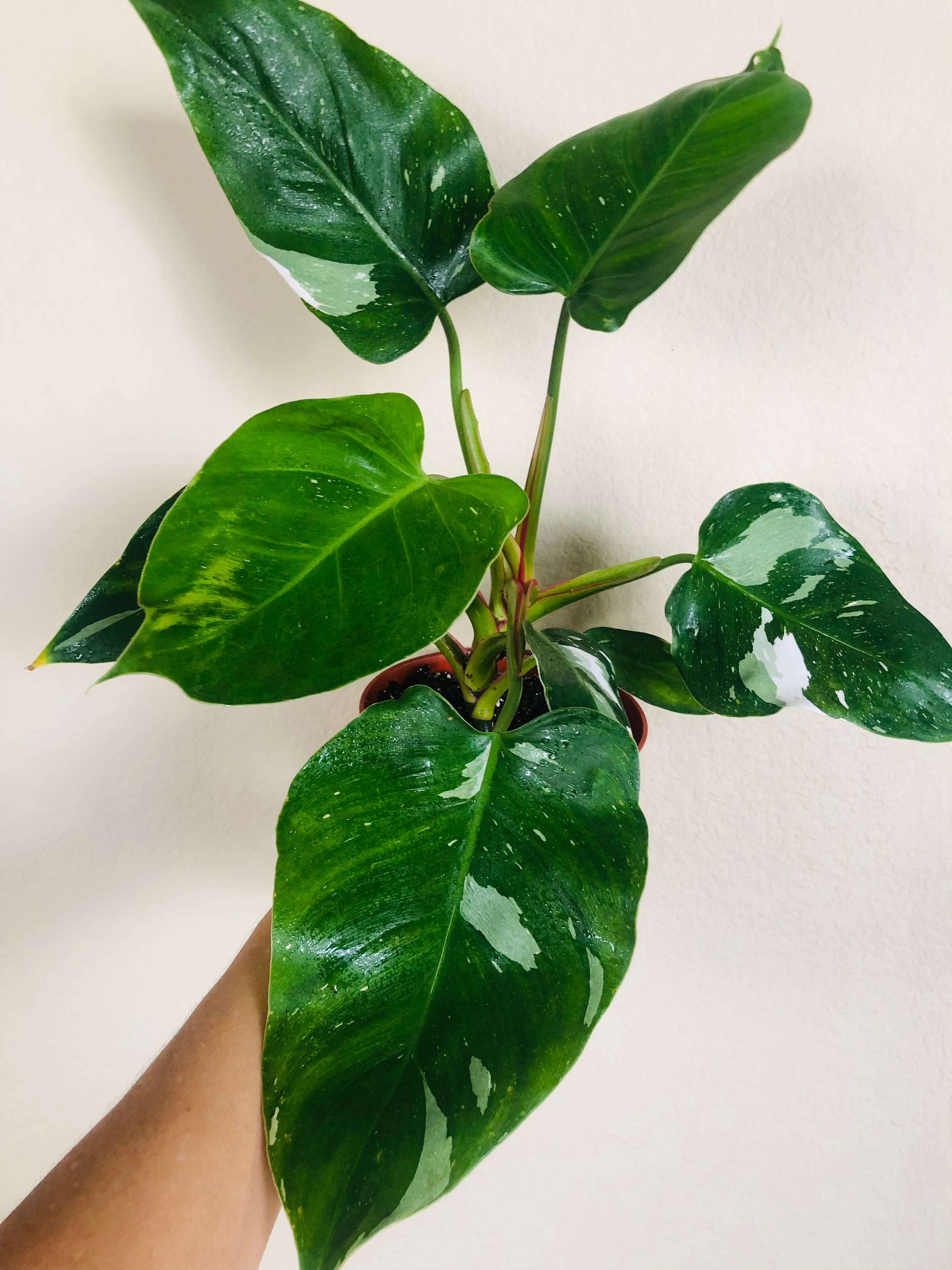 Philodendron 'White Princess'