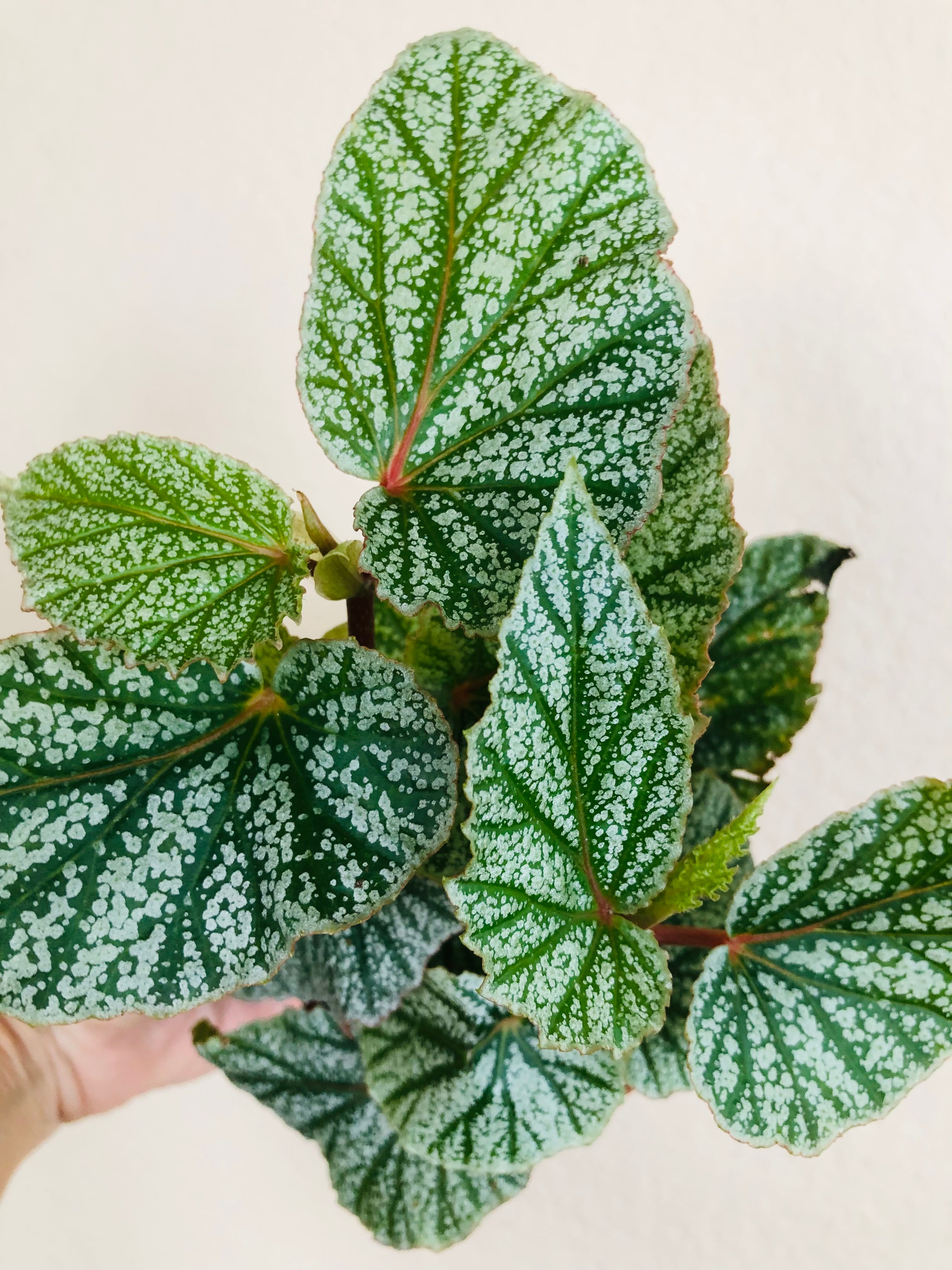 Begonia 'Snow Capped