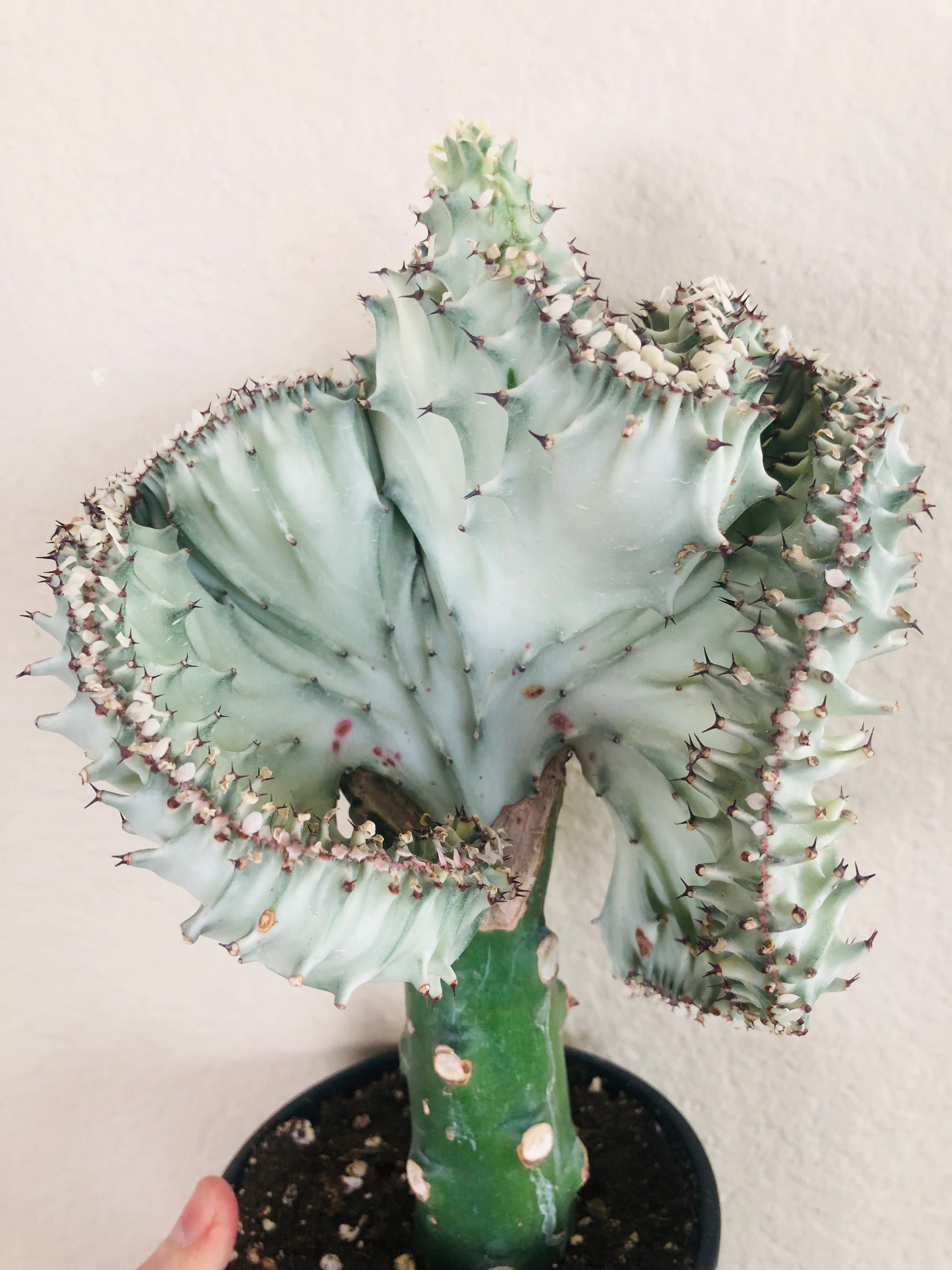 Euphorbia lactea Cristata 'Coral Cactus'