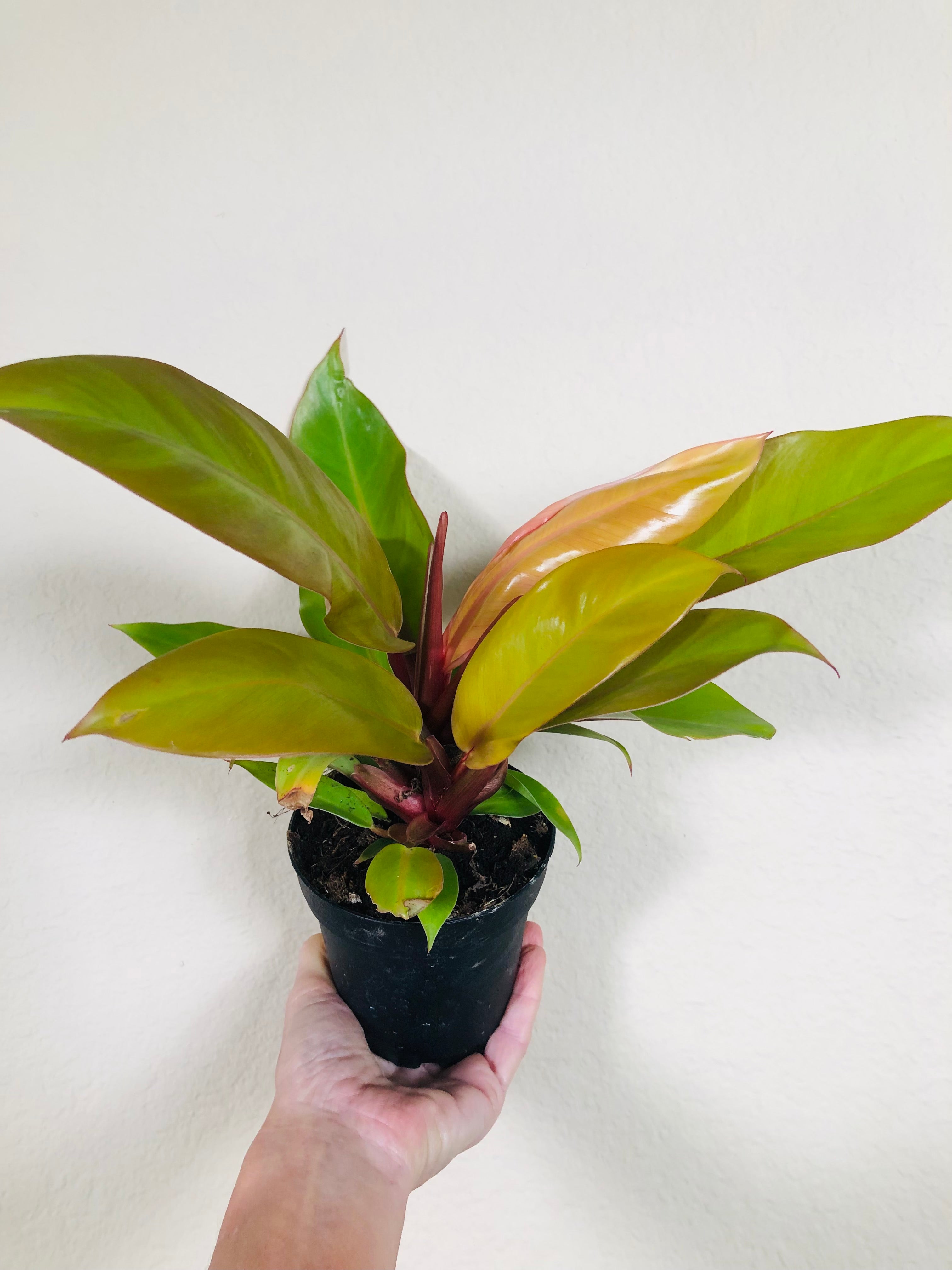Philodendron 'Prince of Orange'