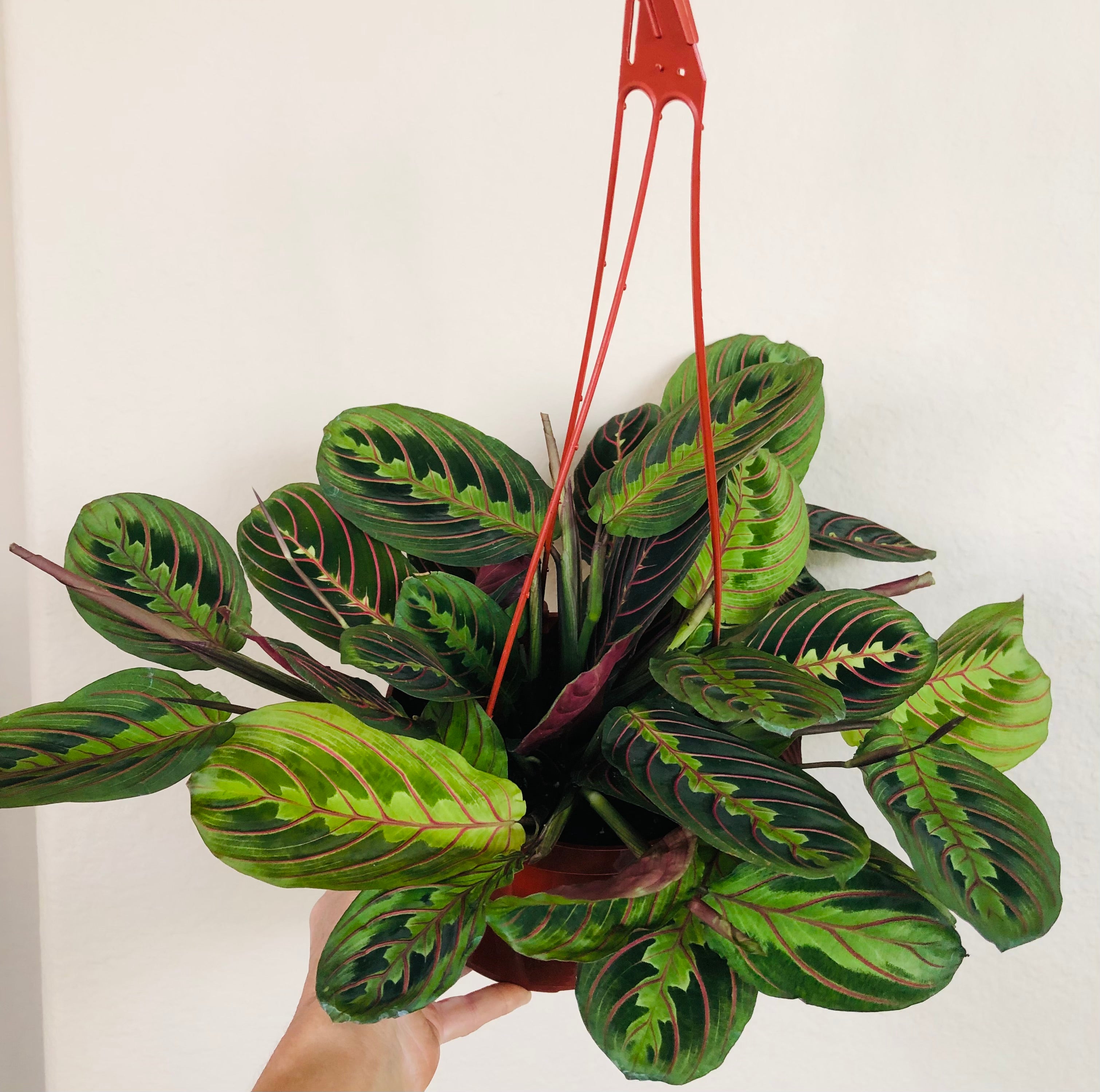 Maranta 'Red'