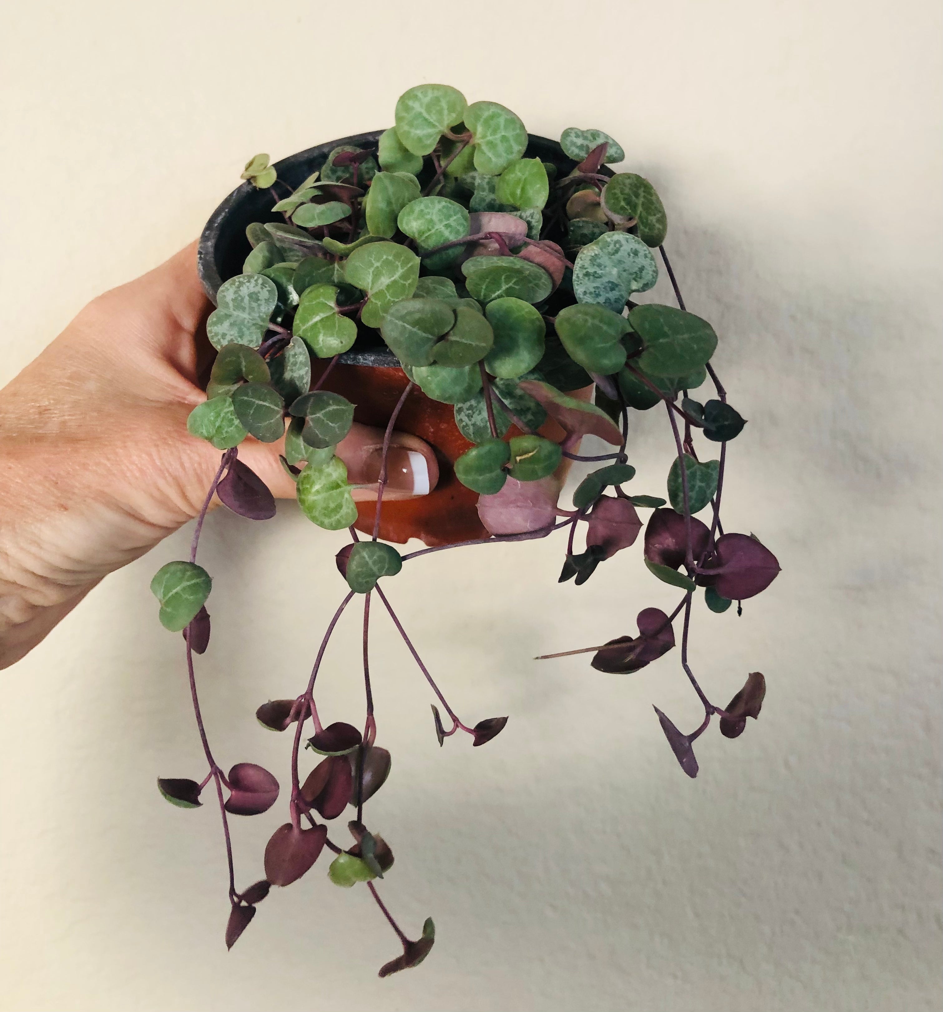 String of Hearts