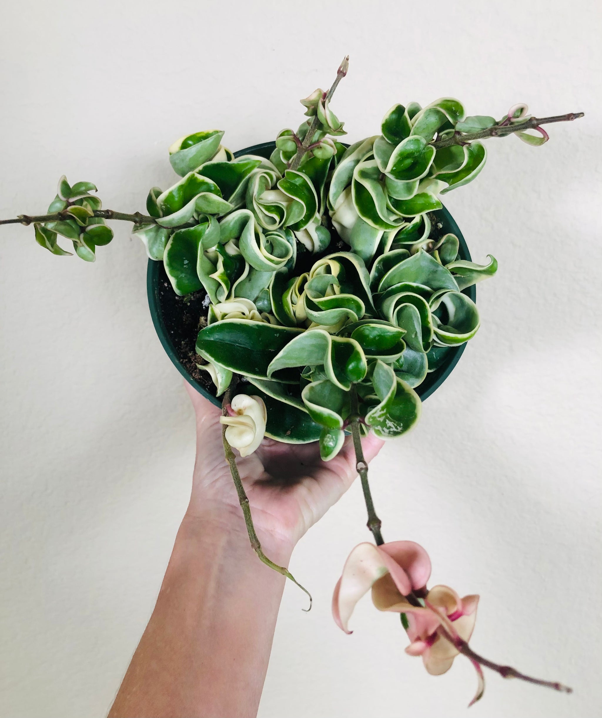 Hoya Compacta Hindu Rope Variegated