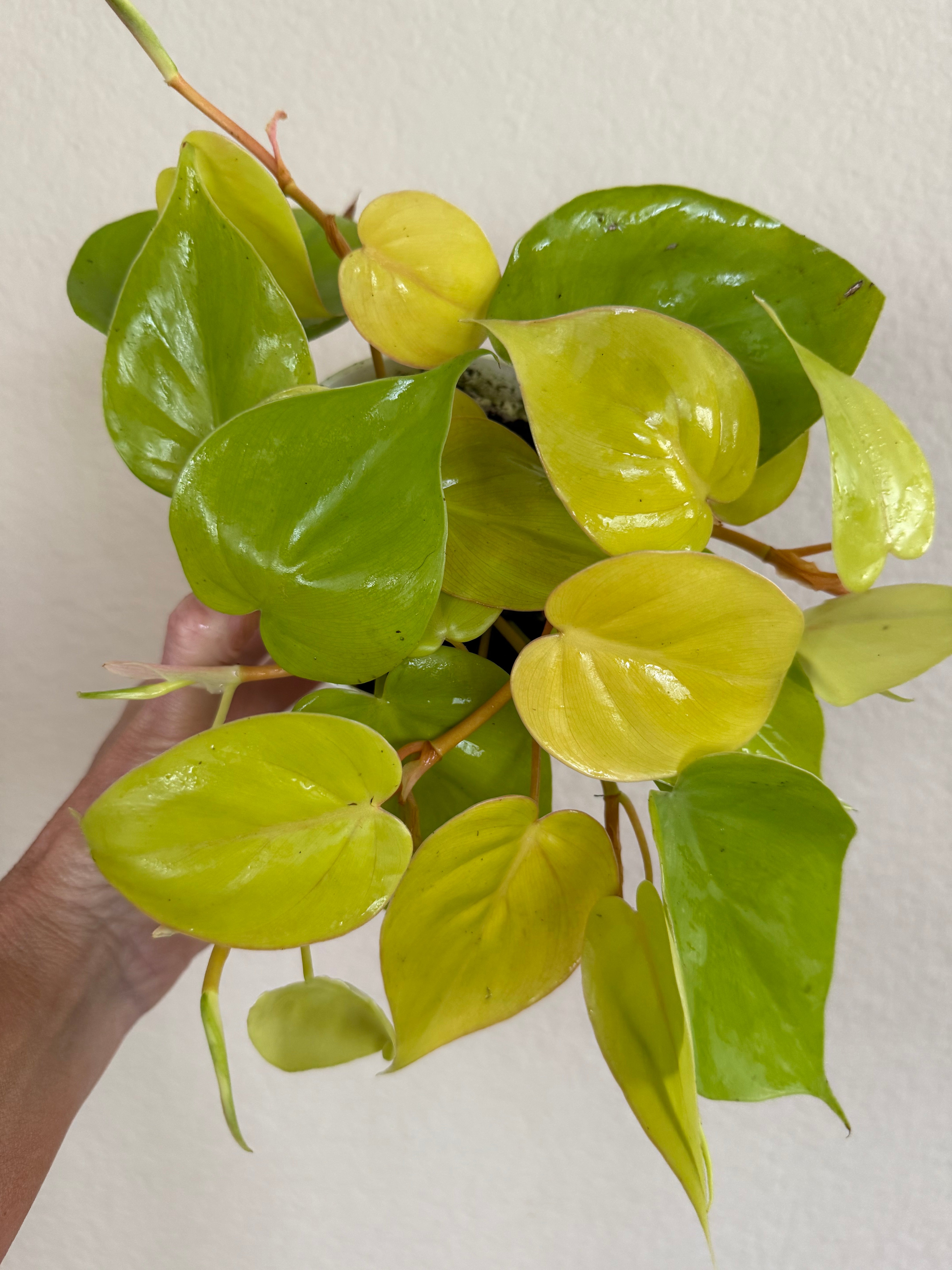 Philodendron Cordatum 'Neon'