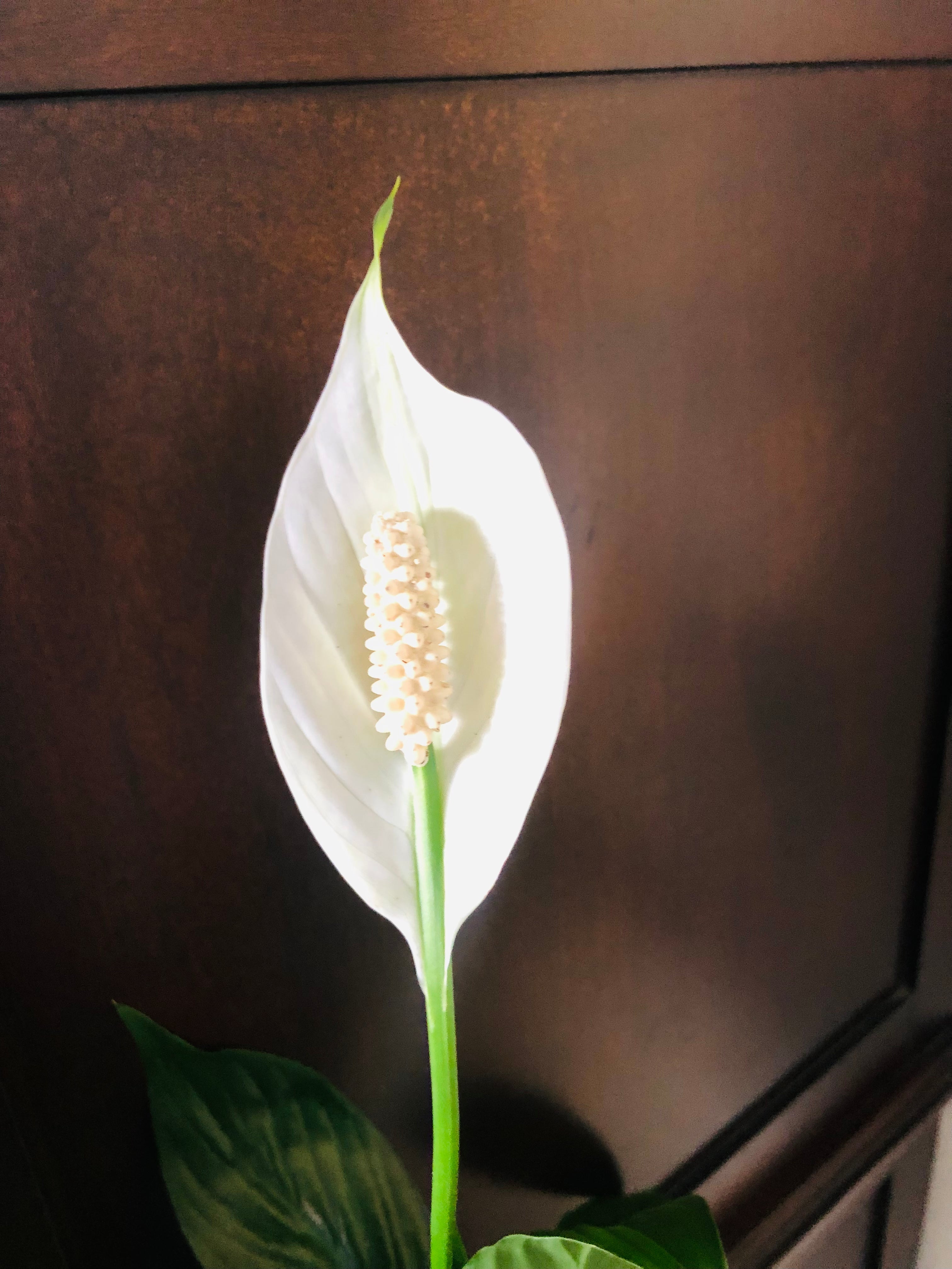 Spathiphyllum 'Green' | Peace Lily