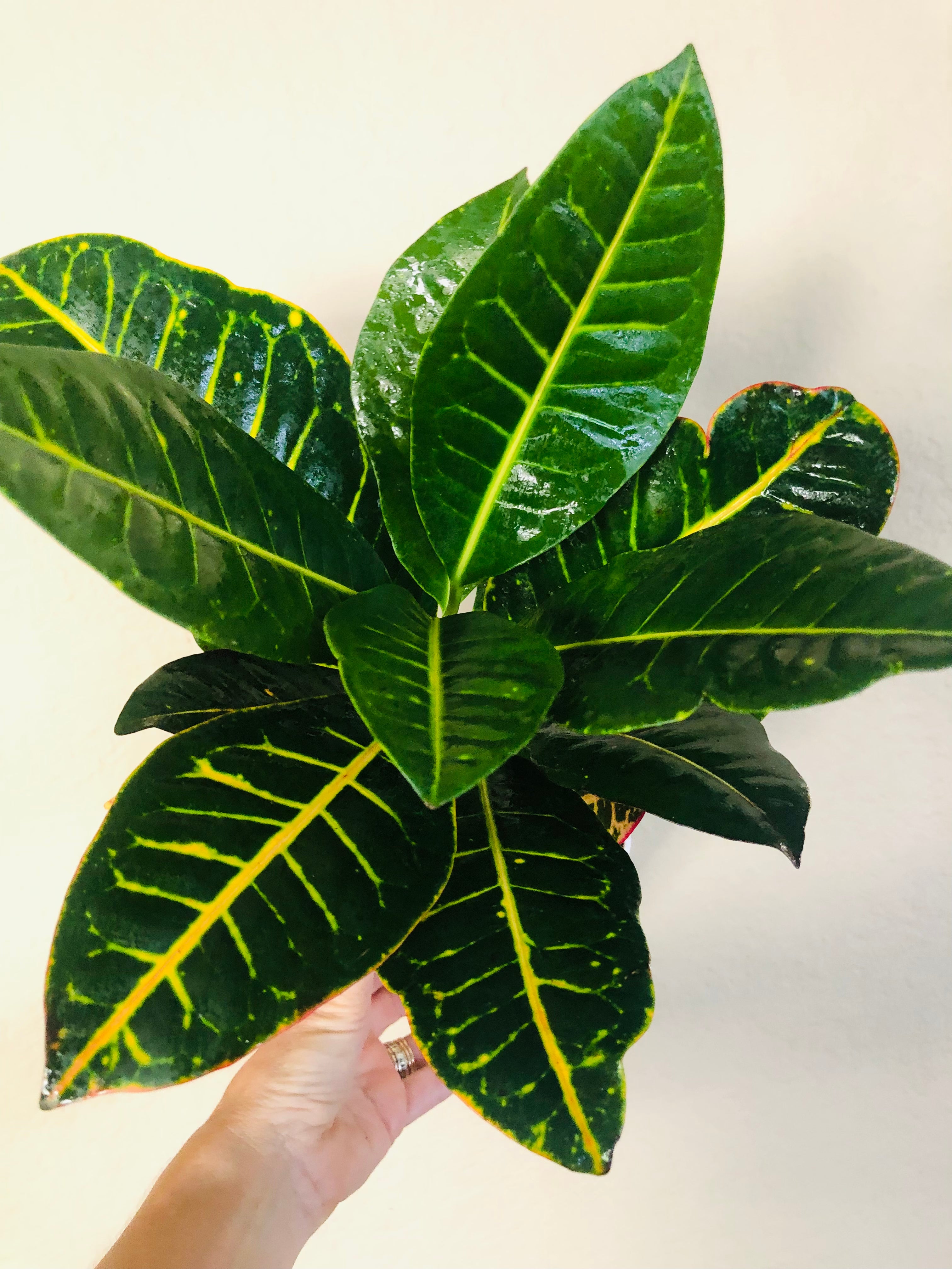 Croton Petra 'Joseph's Coat'