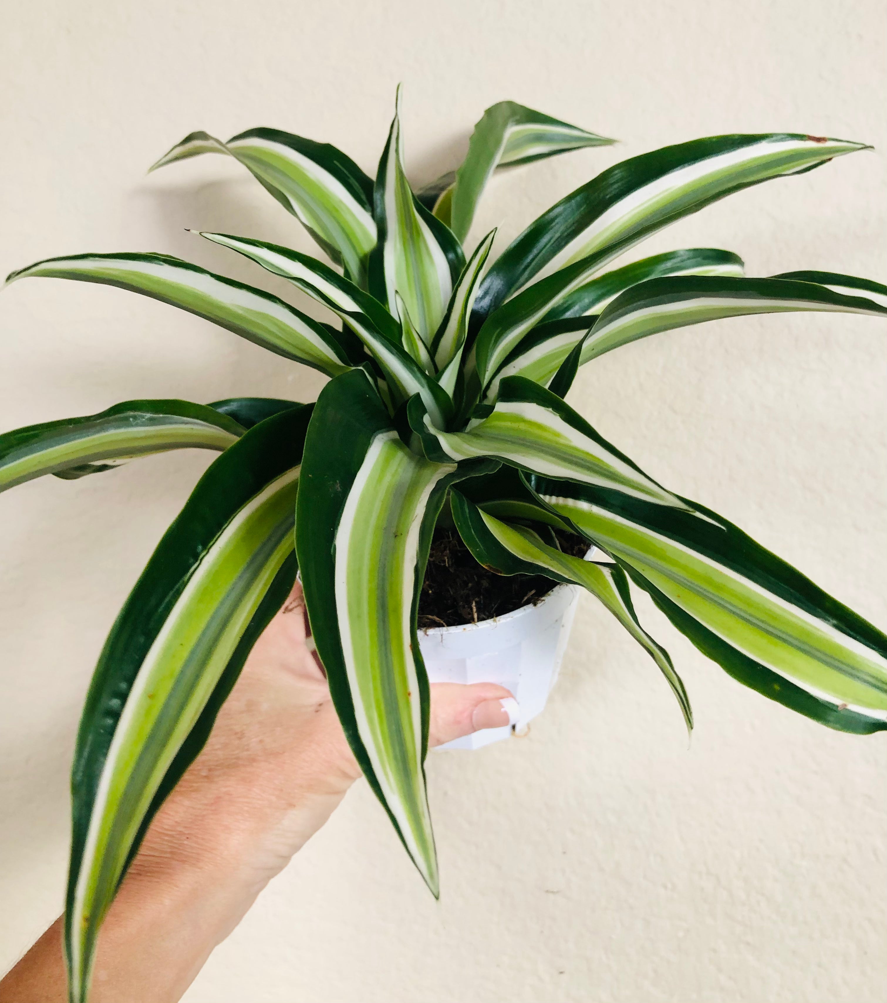 Dracaena 'Malaika'