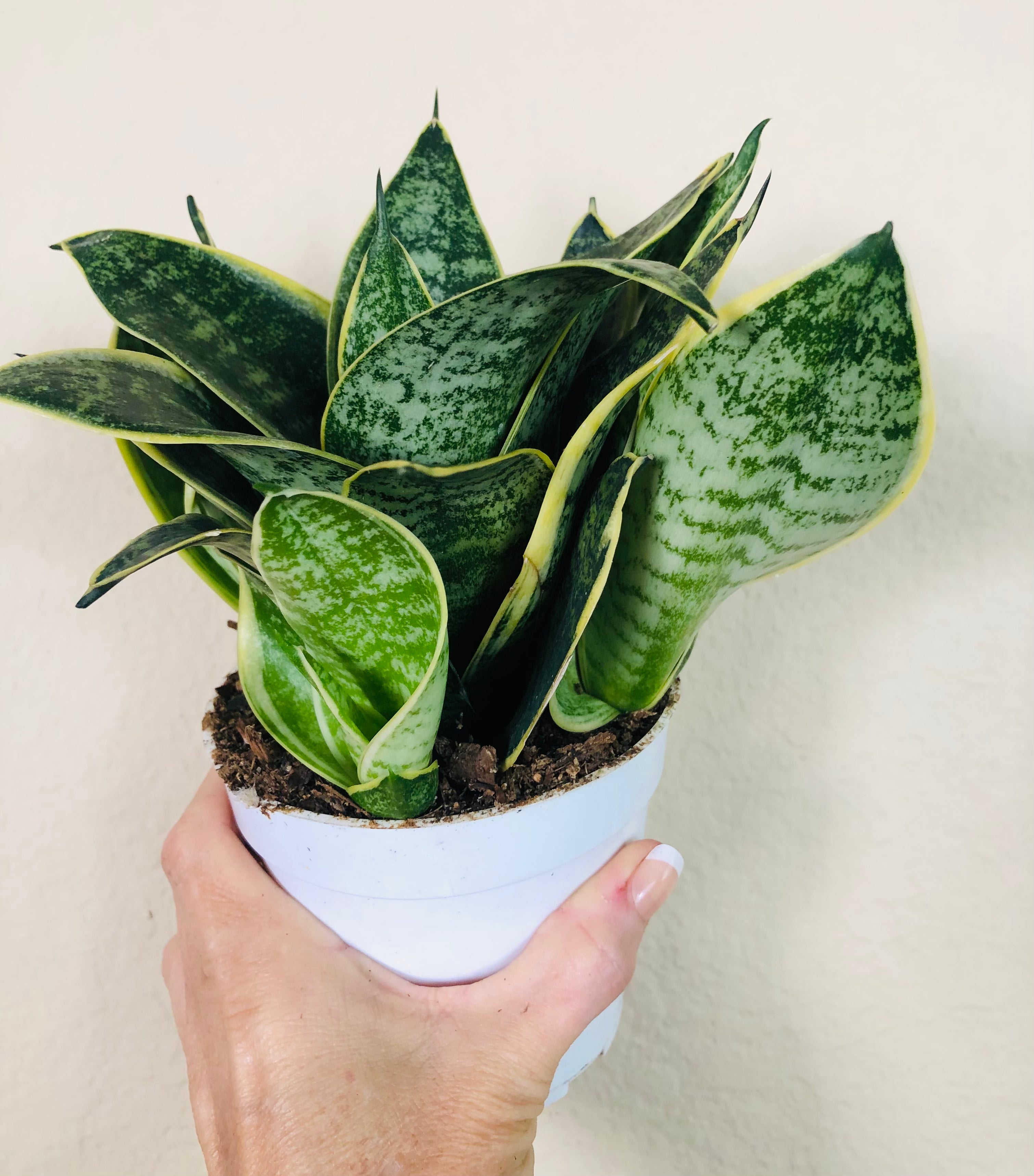 Sansevieria Hahnii 'Ocean Star'
