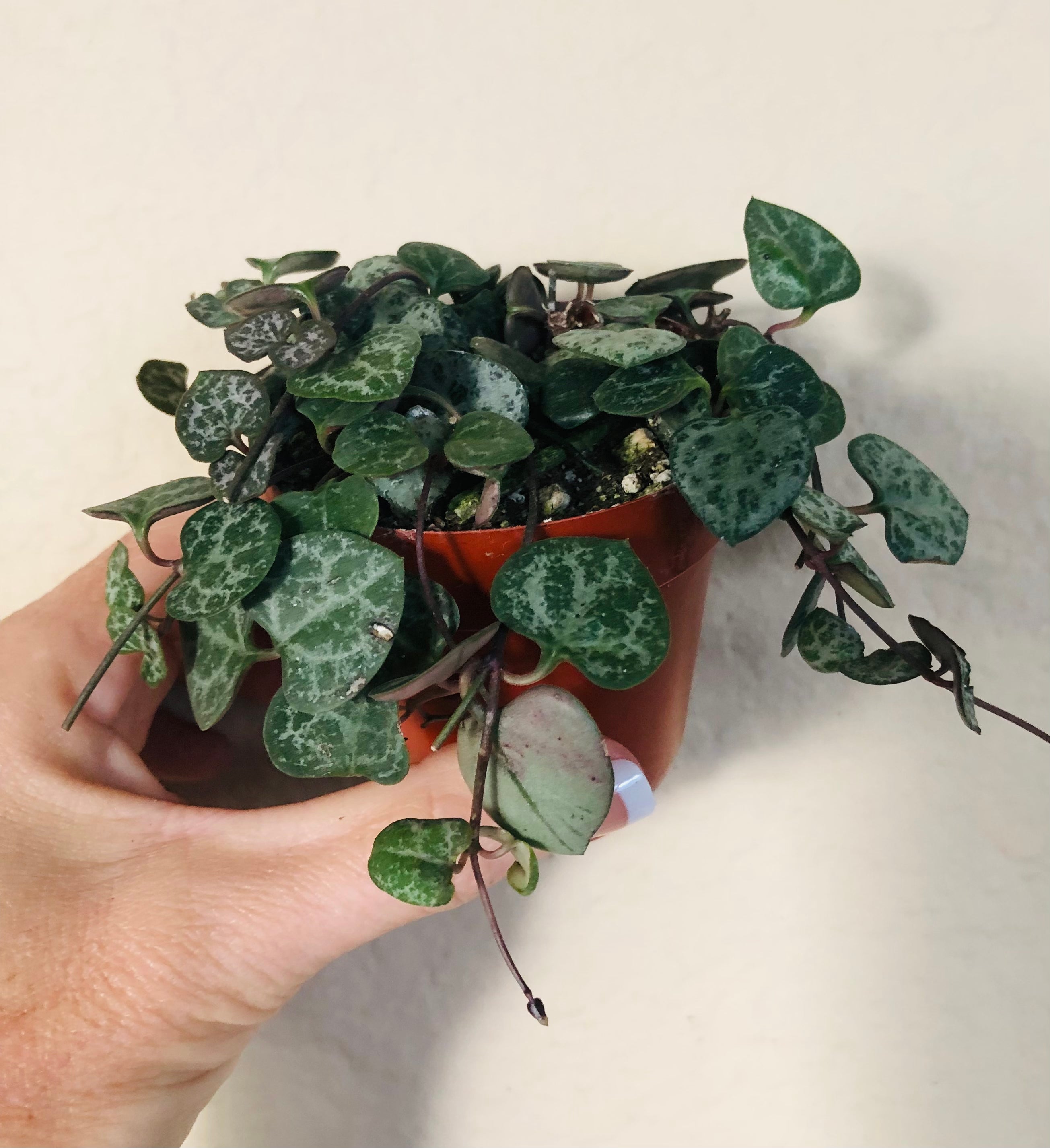 String of Hearts
