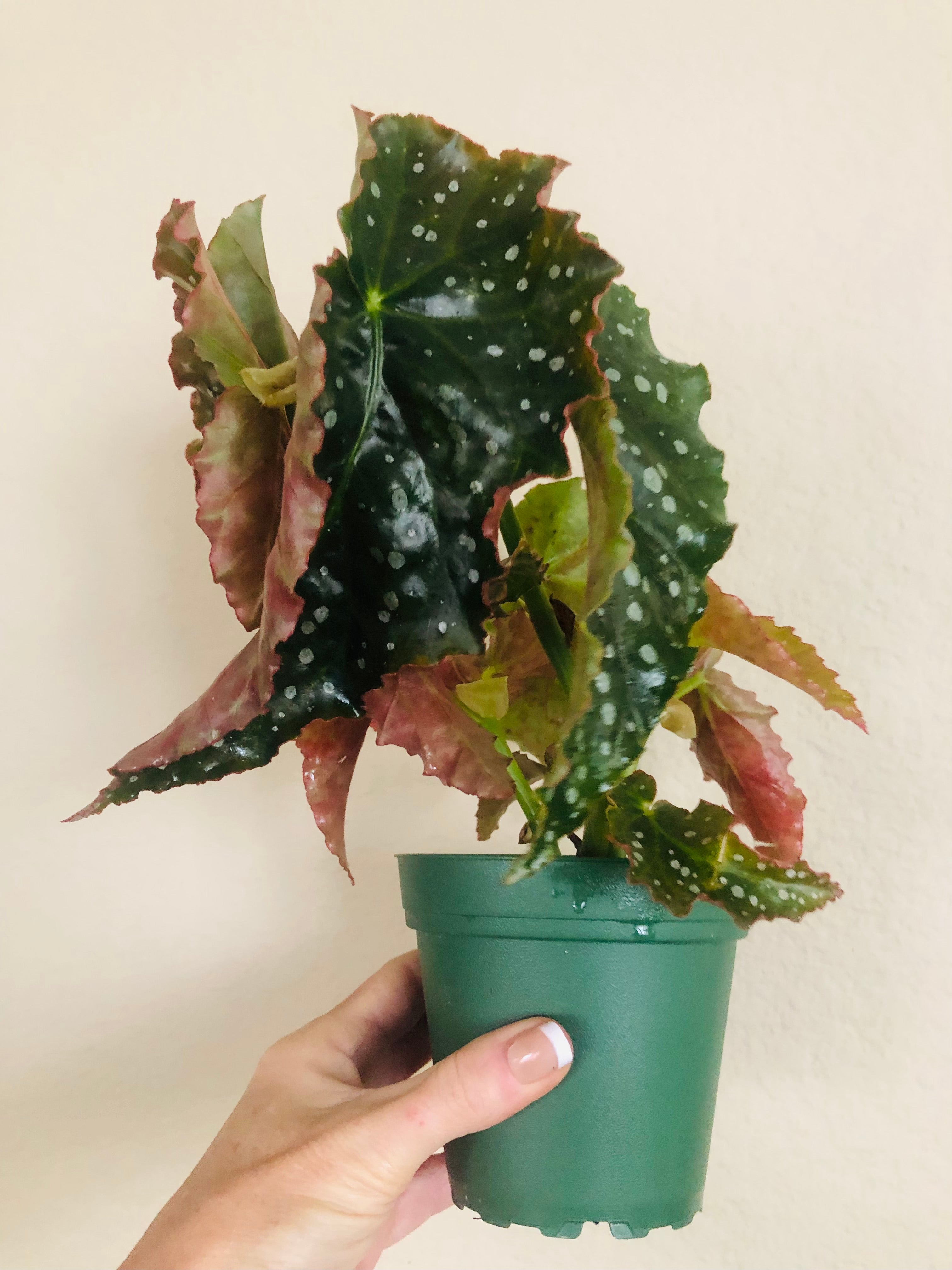 Begonia Angel Wing 'Josephine’