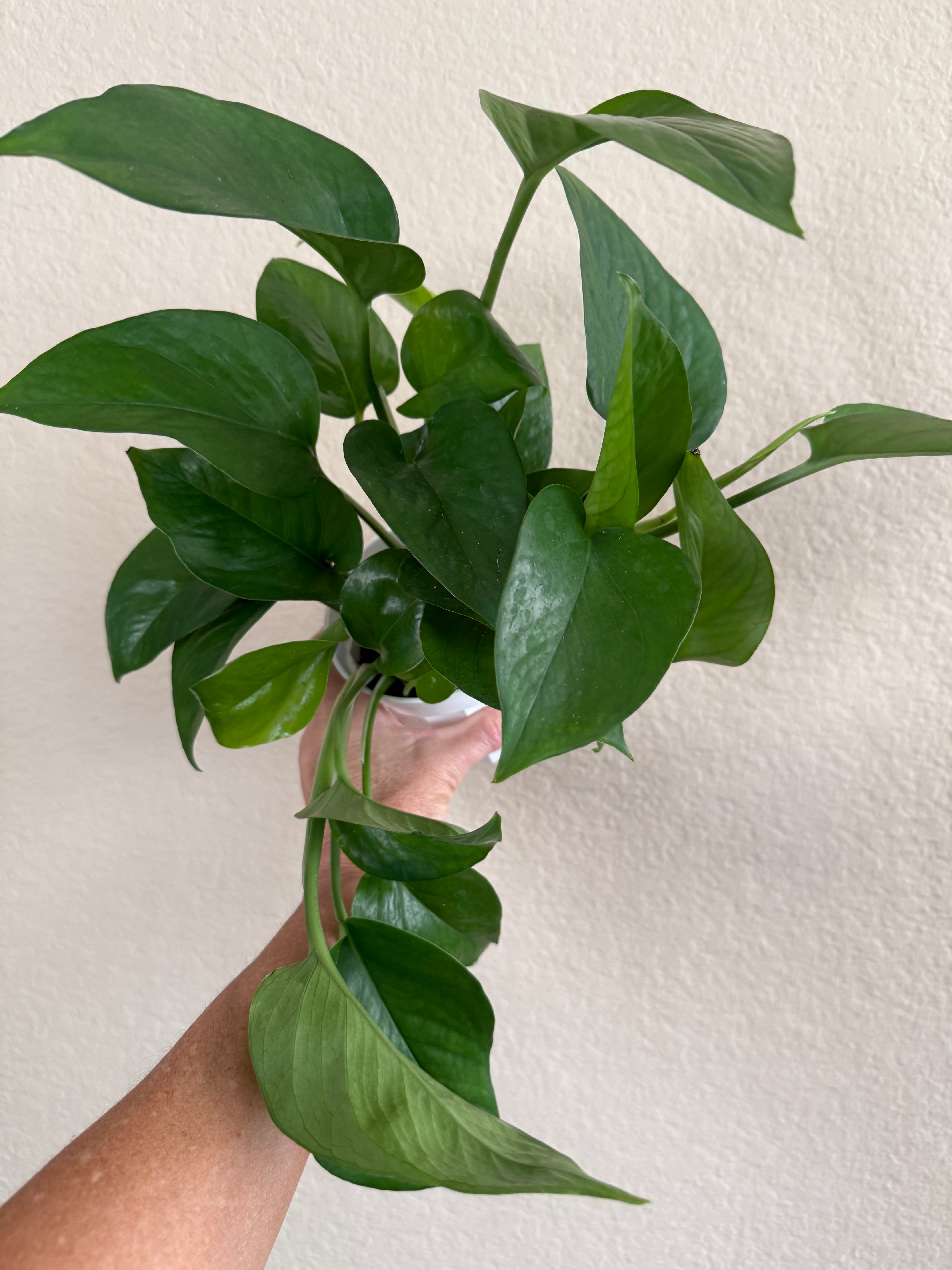 Pothos 'Jade'