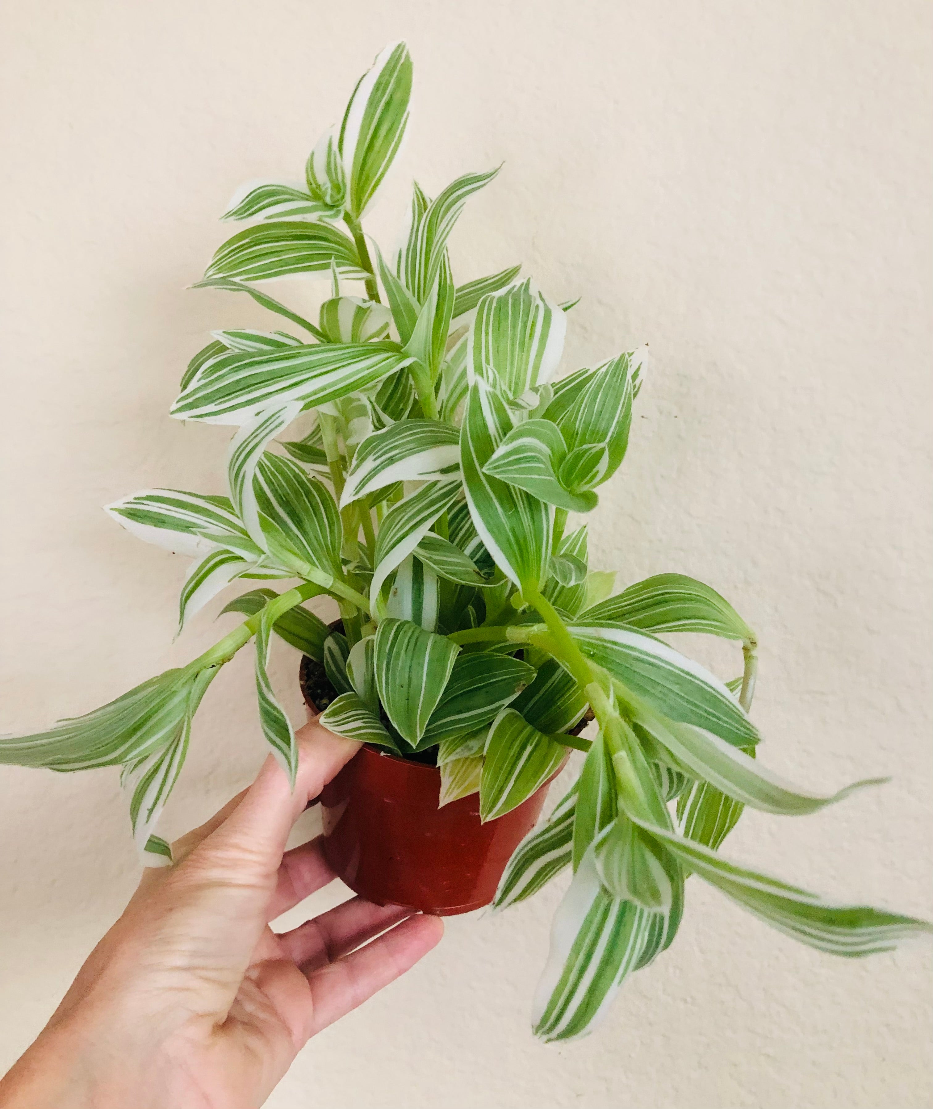 Tradescantia 'Albovittata'