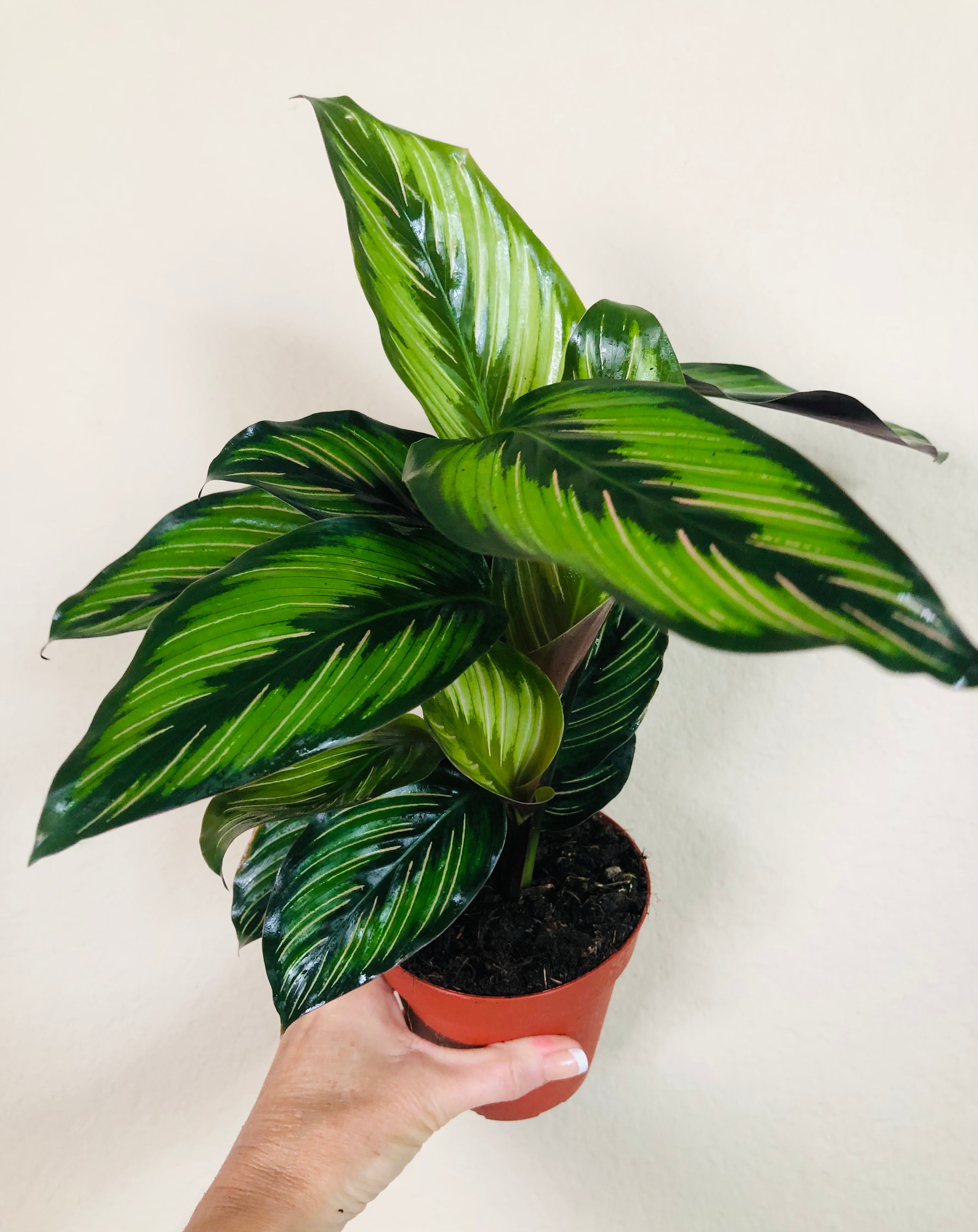 Calathea Beauty Star